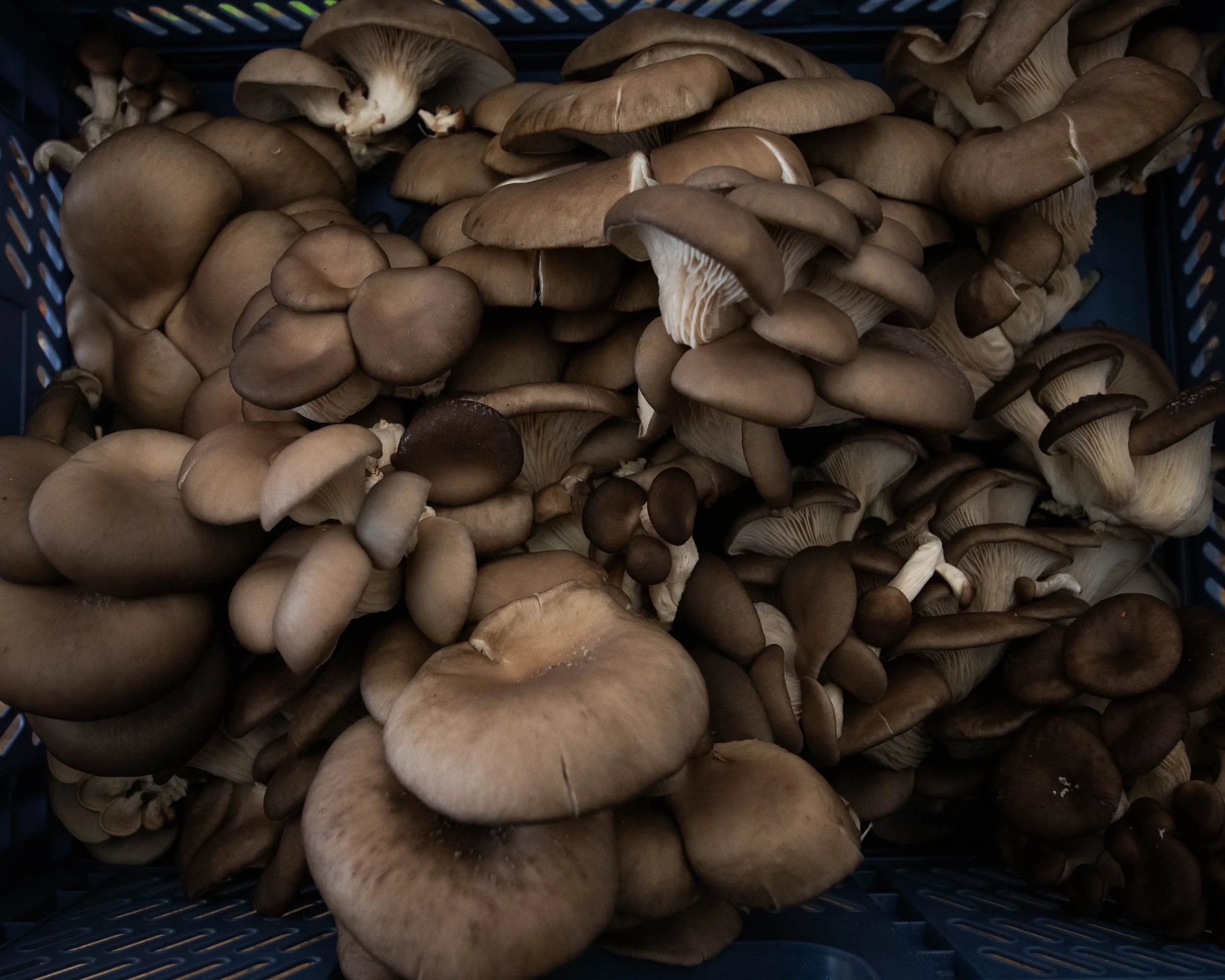 Online DIY Mushroom Cultivation Course — Rhyze Mushrooms Coop