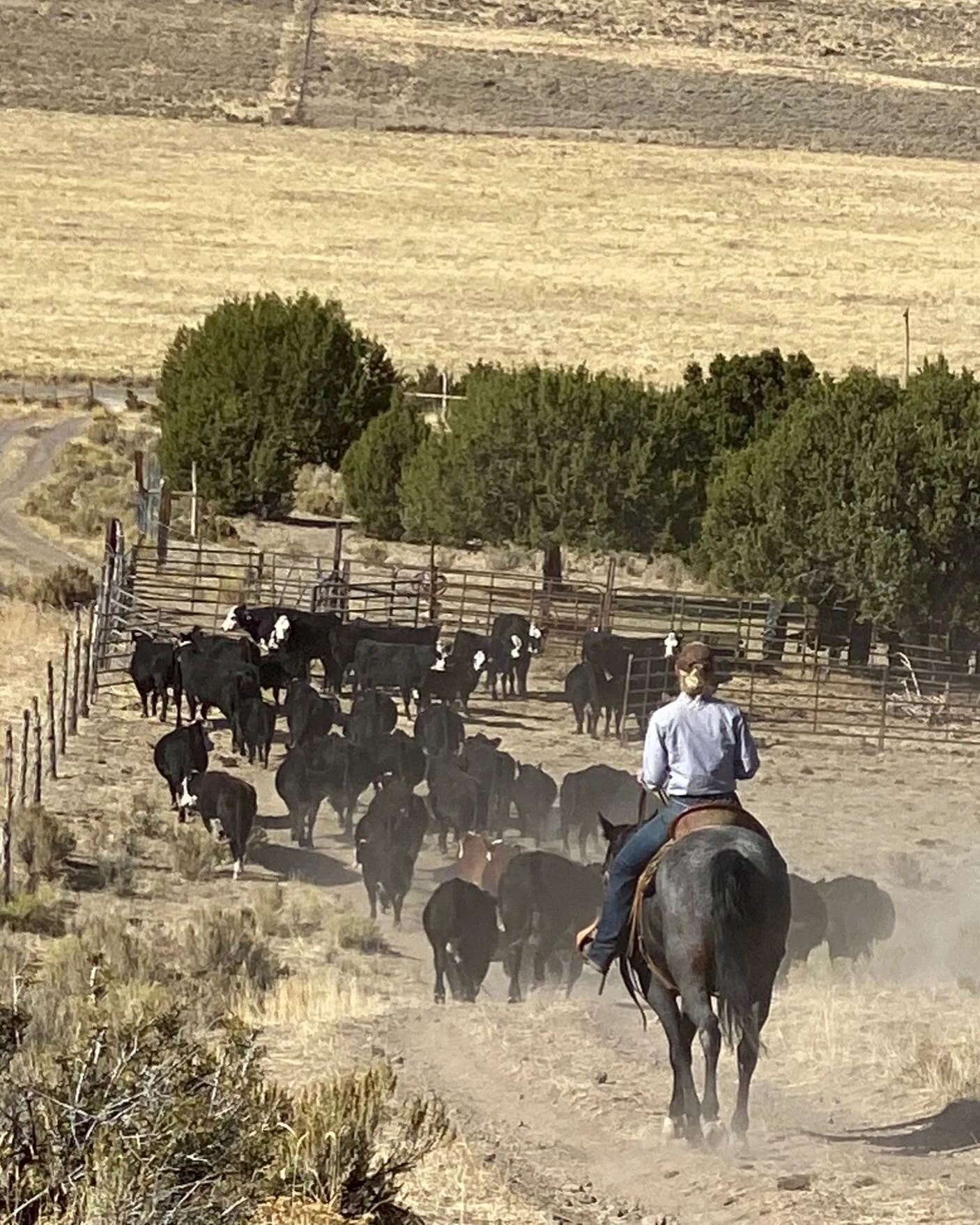 Pre-weaning time! This means winter is just that much closer 😣 Calves and cows have had a good season out on the mountain and within a week will be home in the valley.  Follow along as we get through these next couple weeks of weaning, pregging,and 