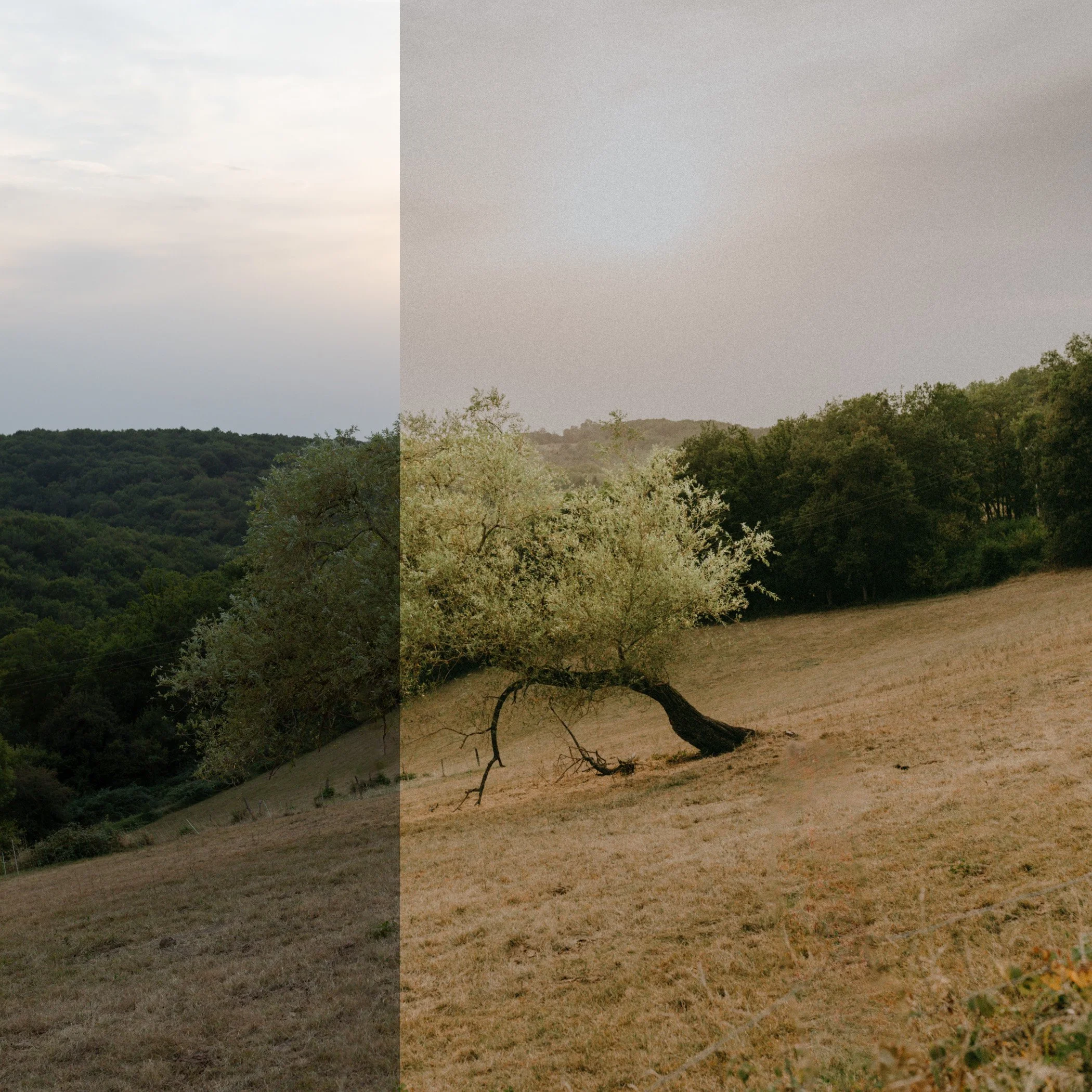 Árbol inclinado en un campo árido con colinas verdes al fondo y un cielo parcialmente nublado.