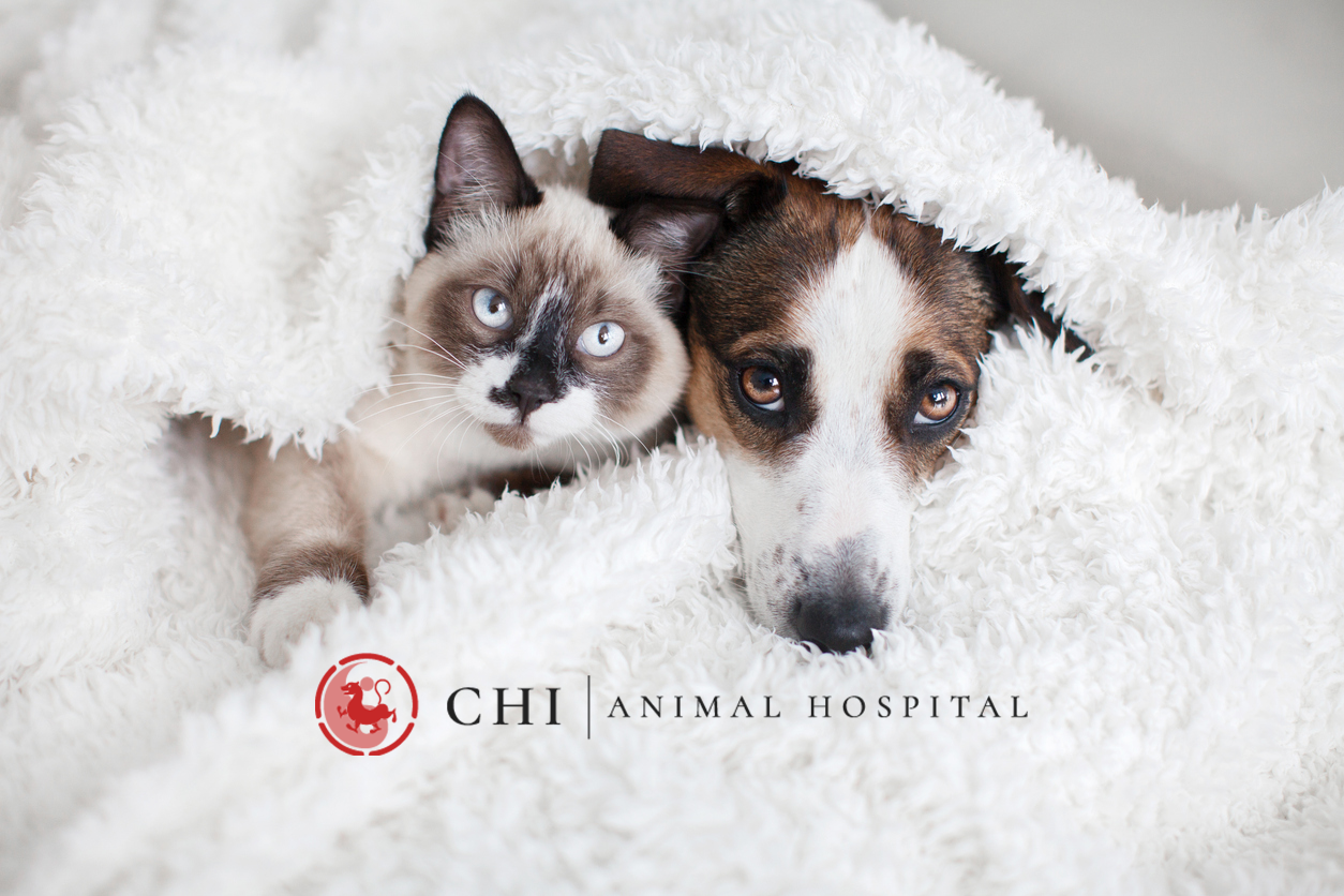 Keeping Pets Cozy During Florida Cold Snaps