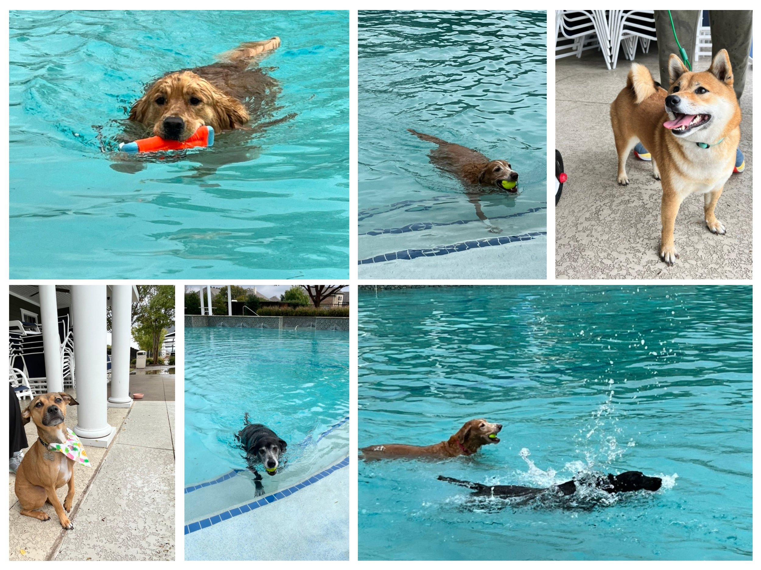 Dog Pool Pawty Collage.jpg