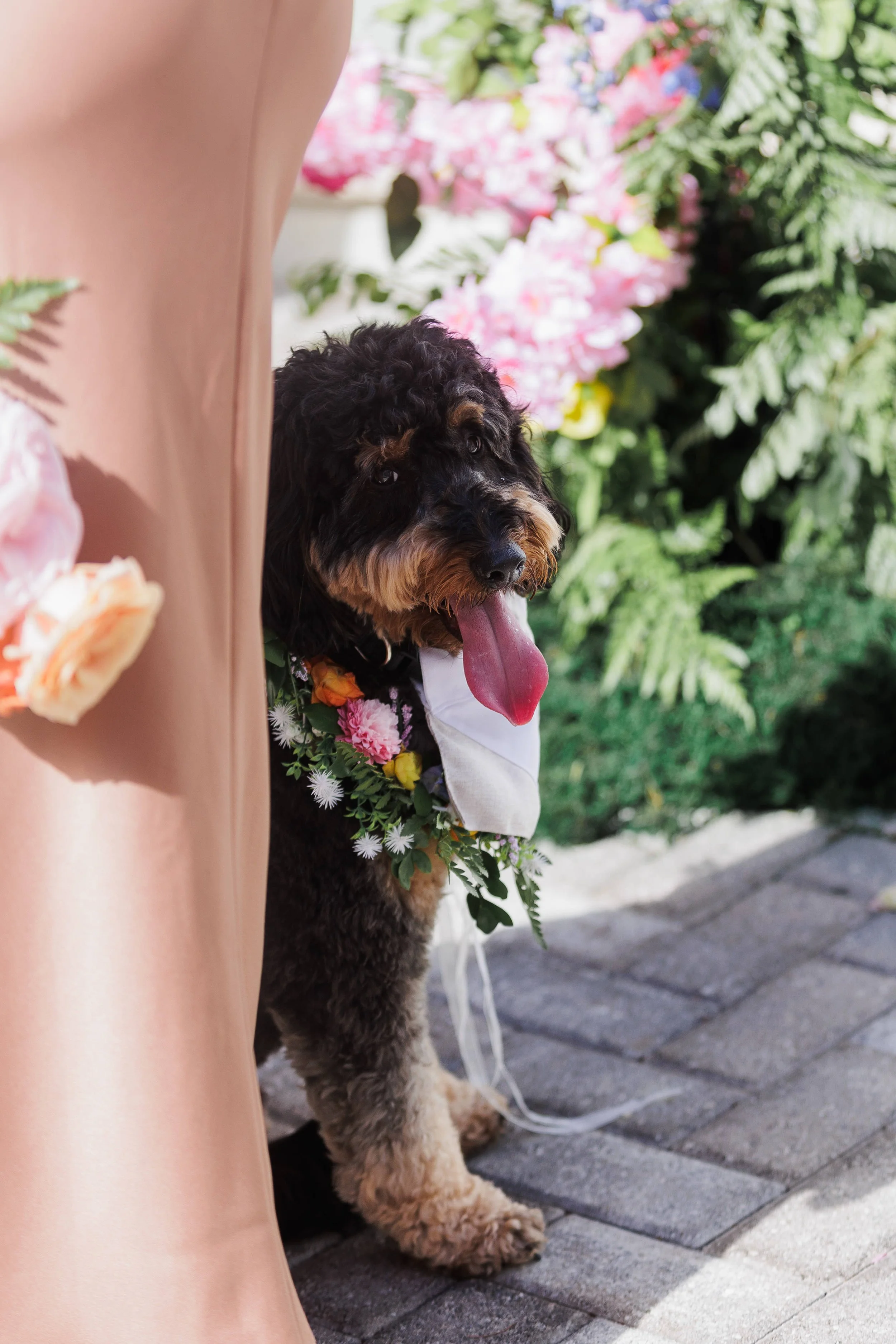 A cute, fluffy black and brown dog with its tongue out, wearing a flower wreath, standing on a brick sidewalk next to a person's leg, surrounded by colorful pink and white flowers.