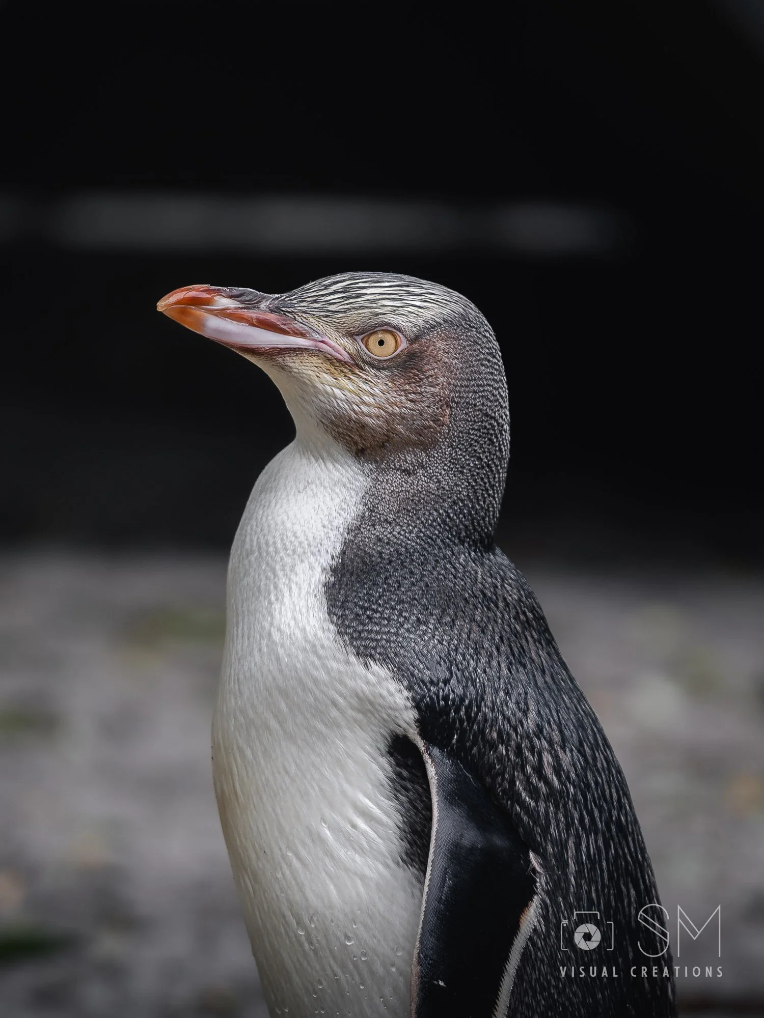 Penguin.jpg
