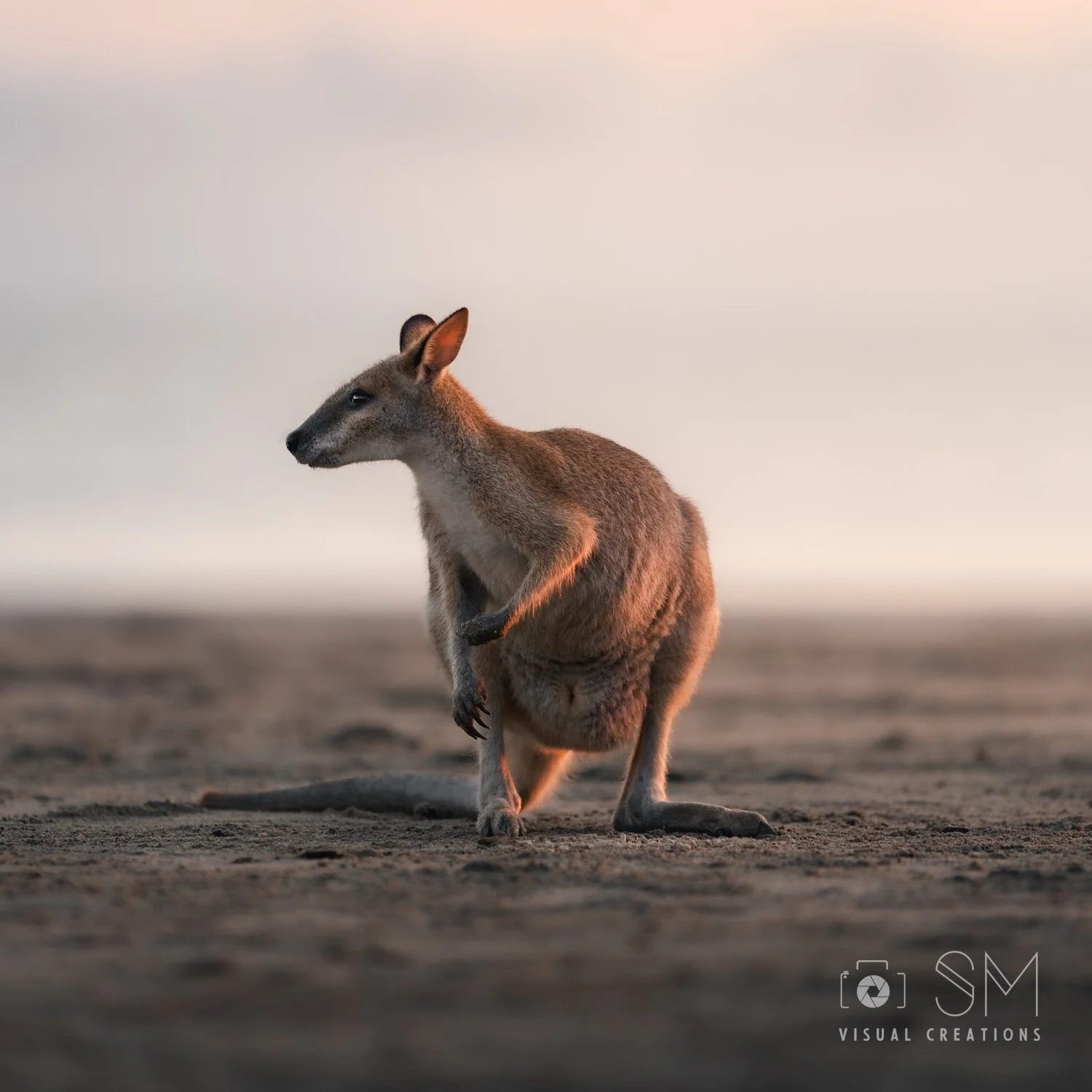 Wallaby.jpg