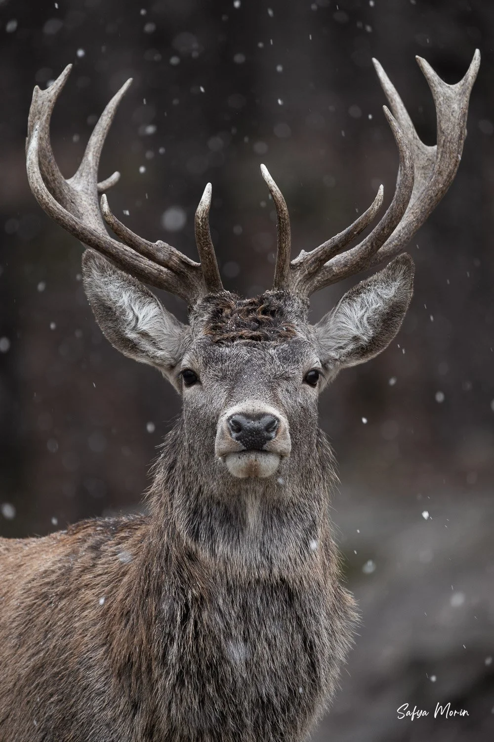 Red deer.jpg