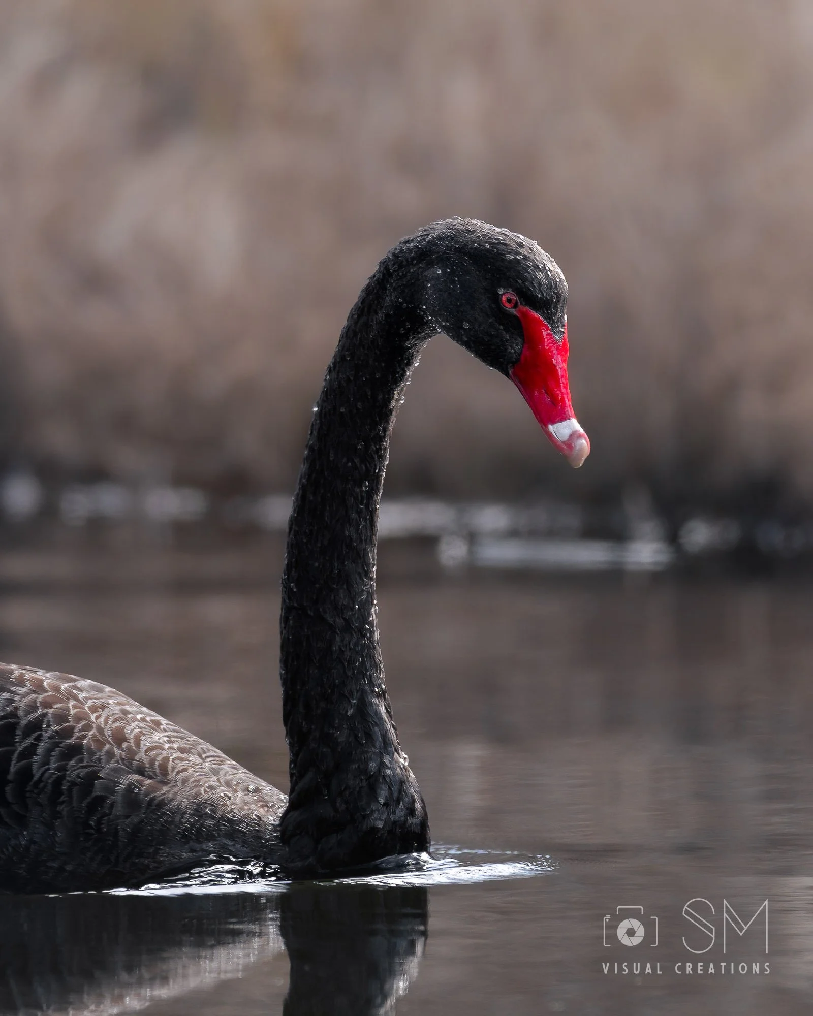 Black swan.jpg