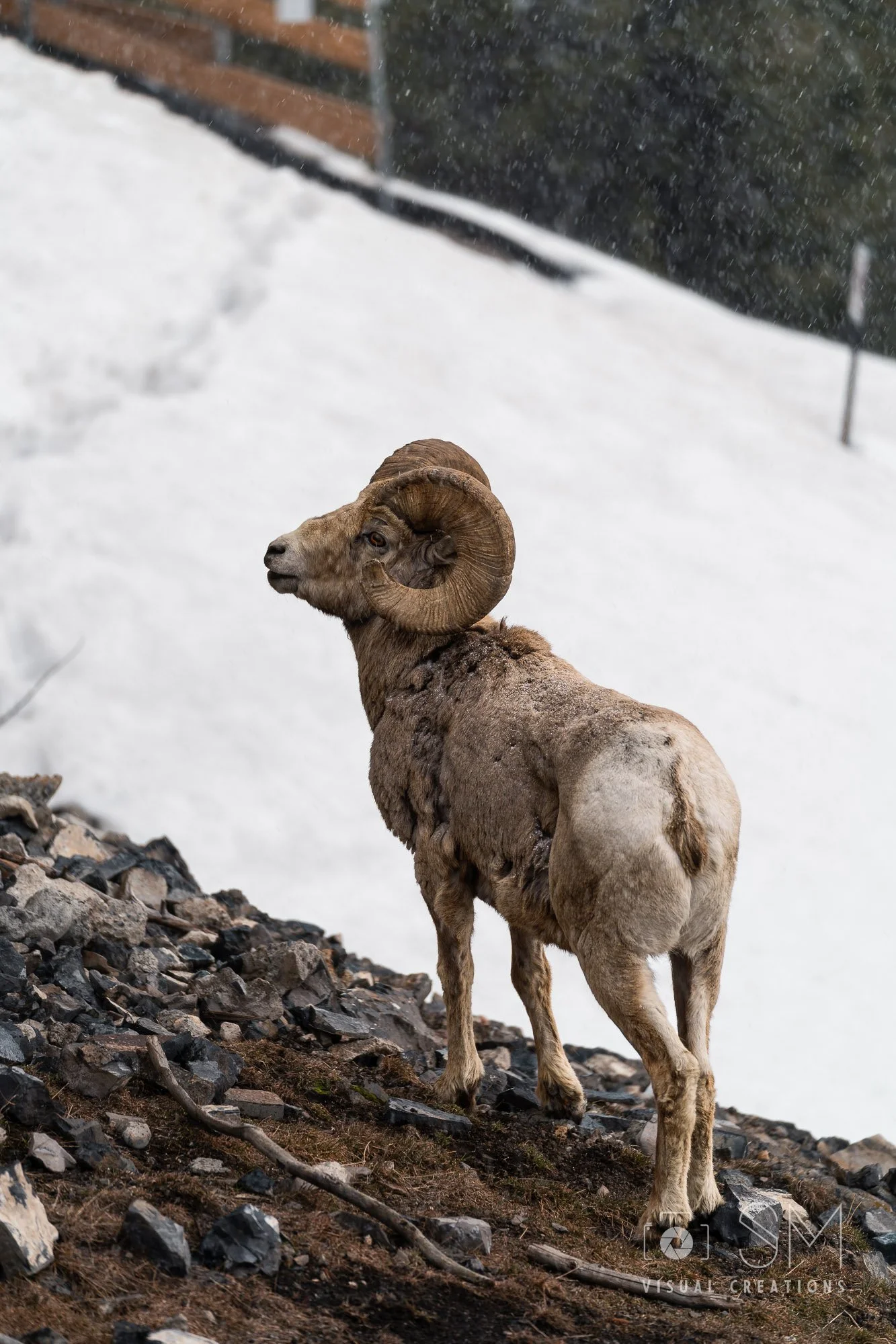 Big horn.jpg