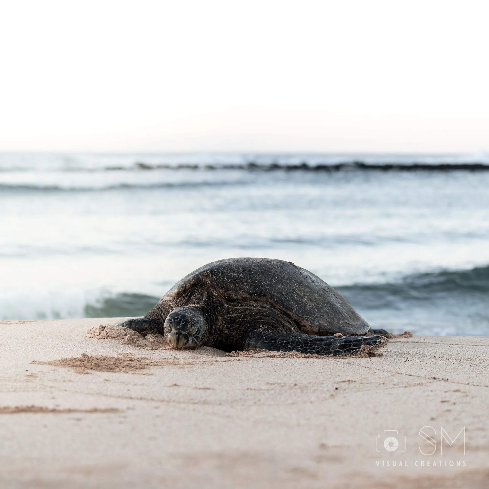Tortue hawaii.jpg