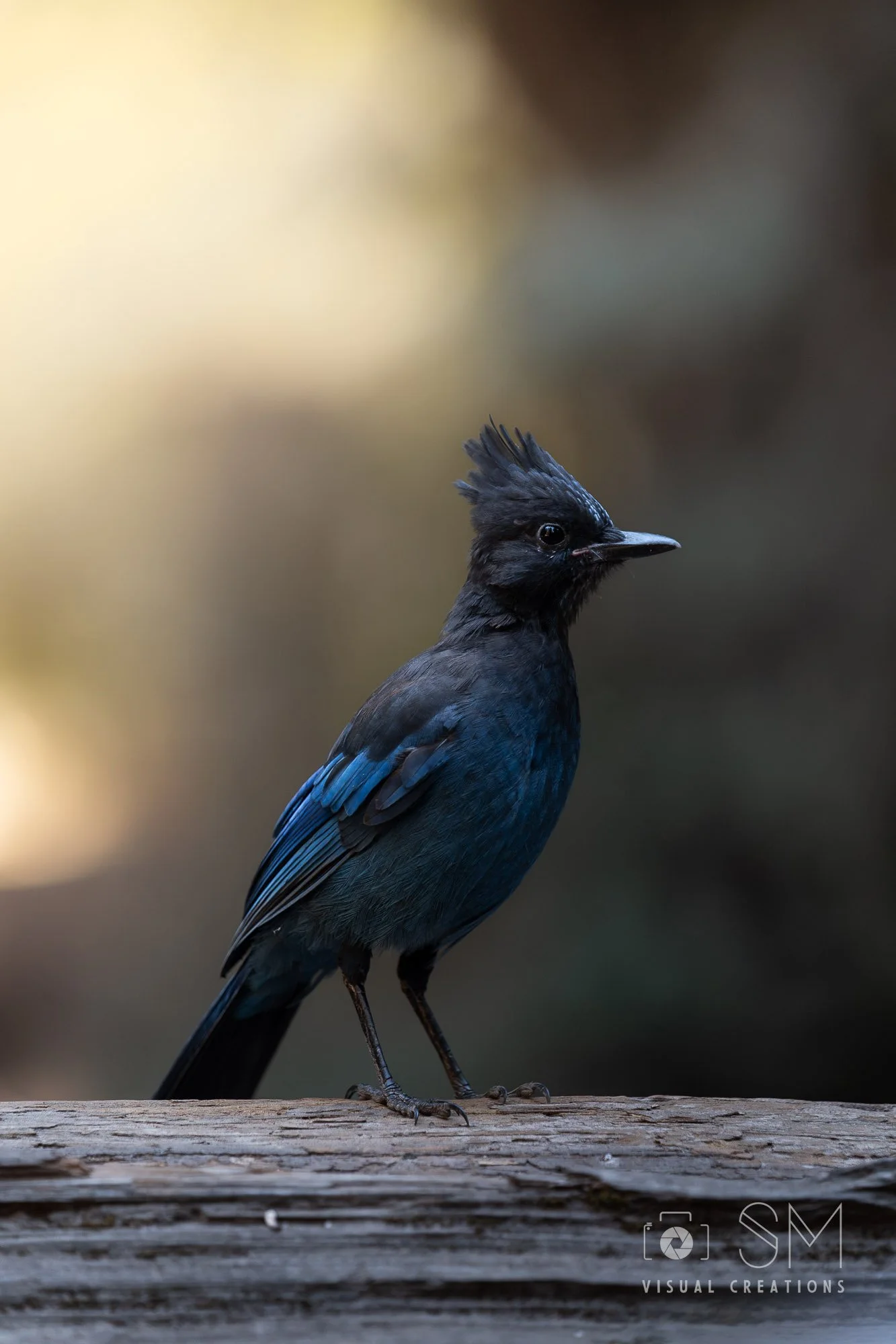 Steller jay.jpg