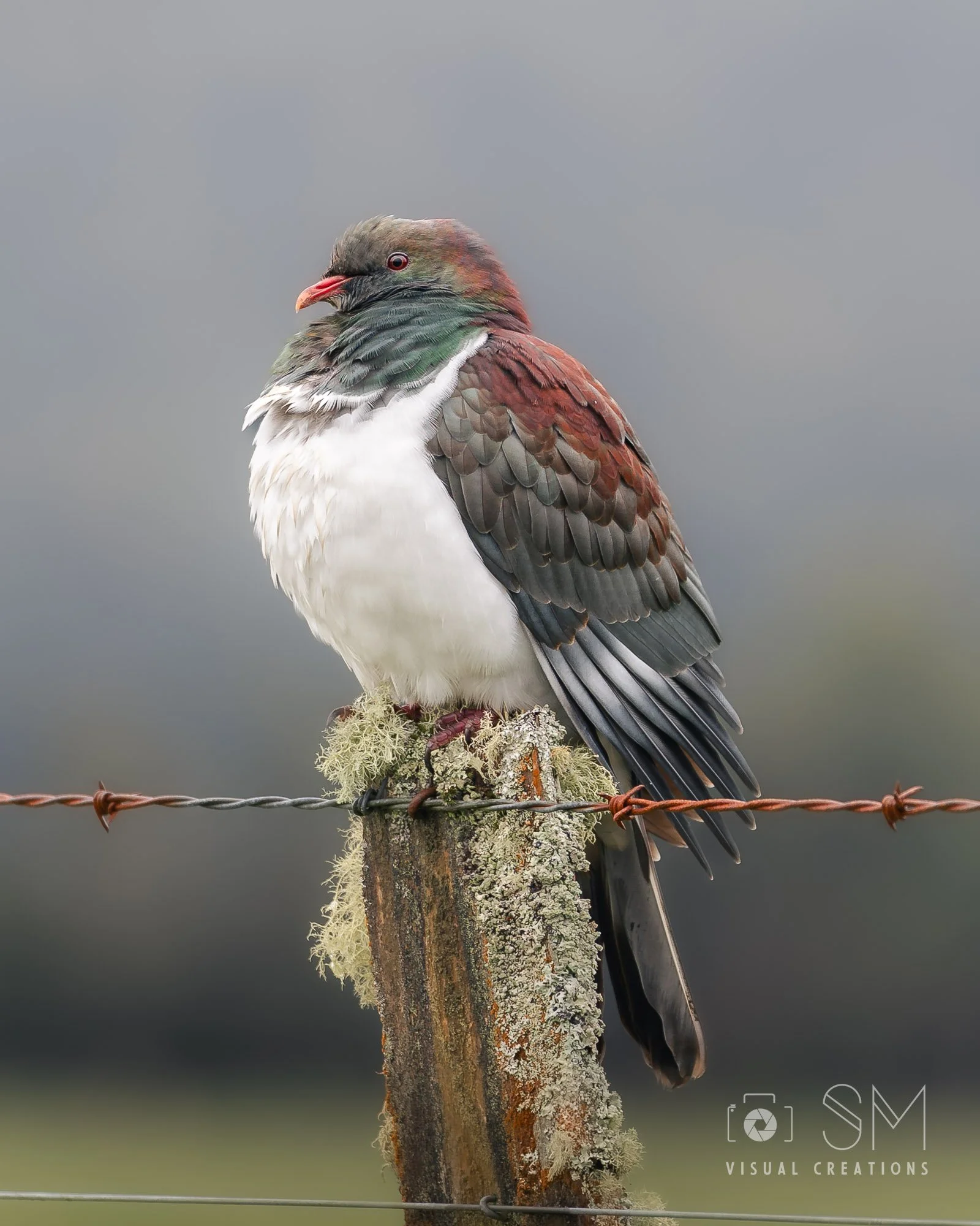 Wood pigeon.jpg