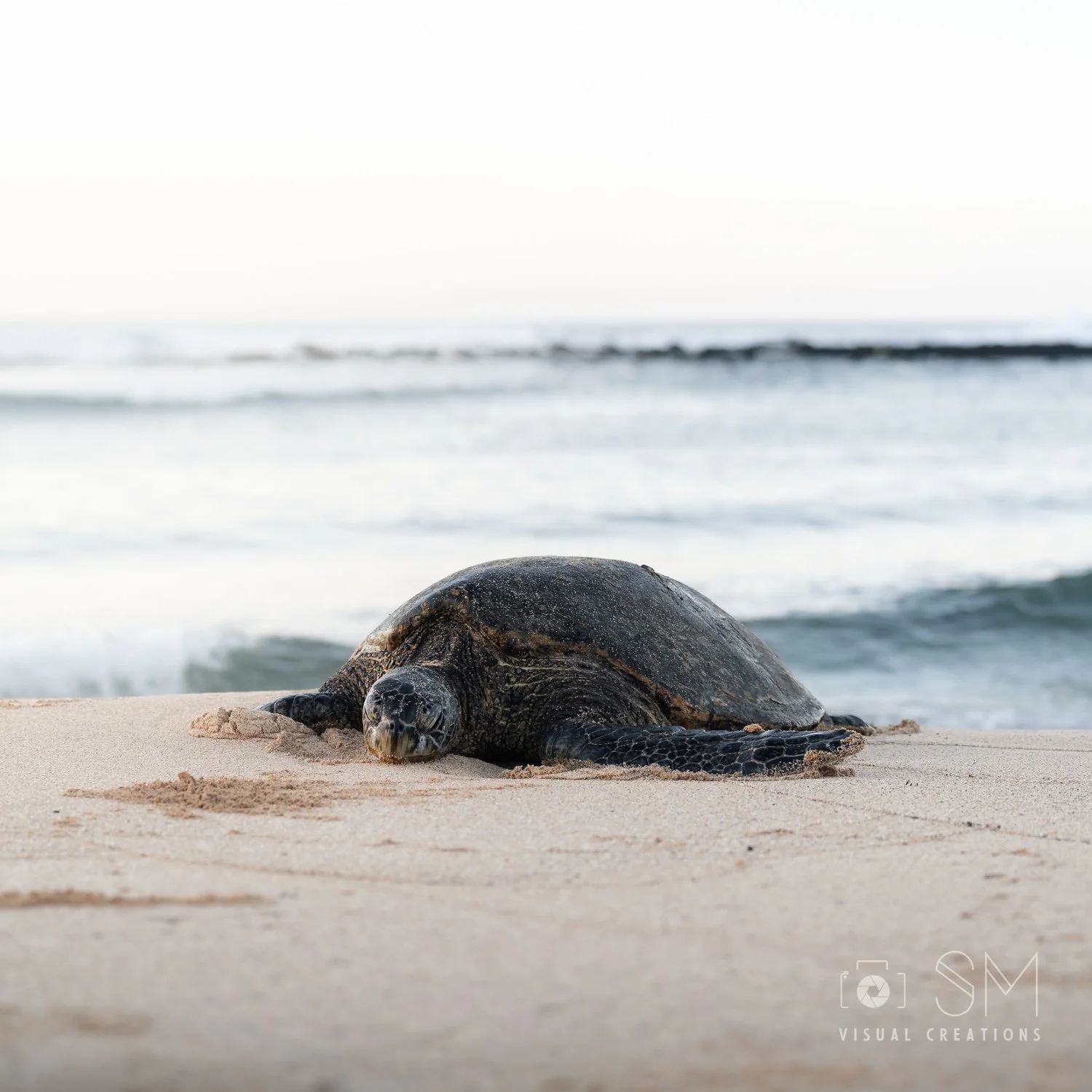 Tortue hawaii.jpg