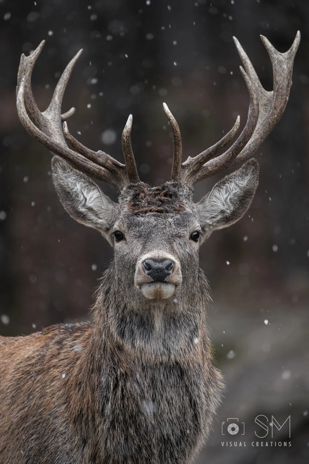 Cerf rouge.jpg