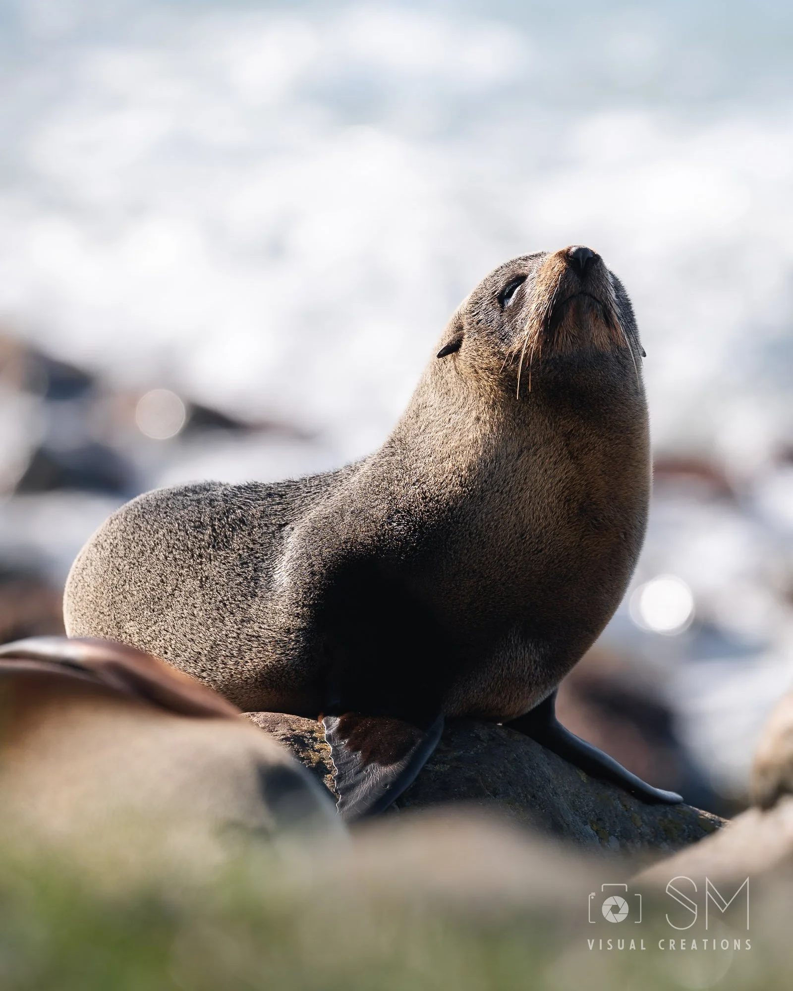 Fur seal 1.jpg
