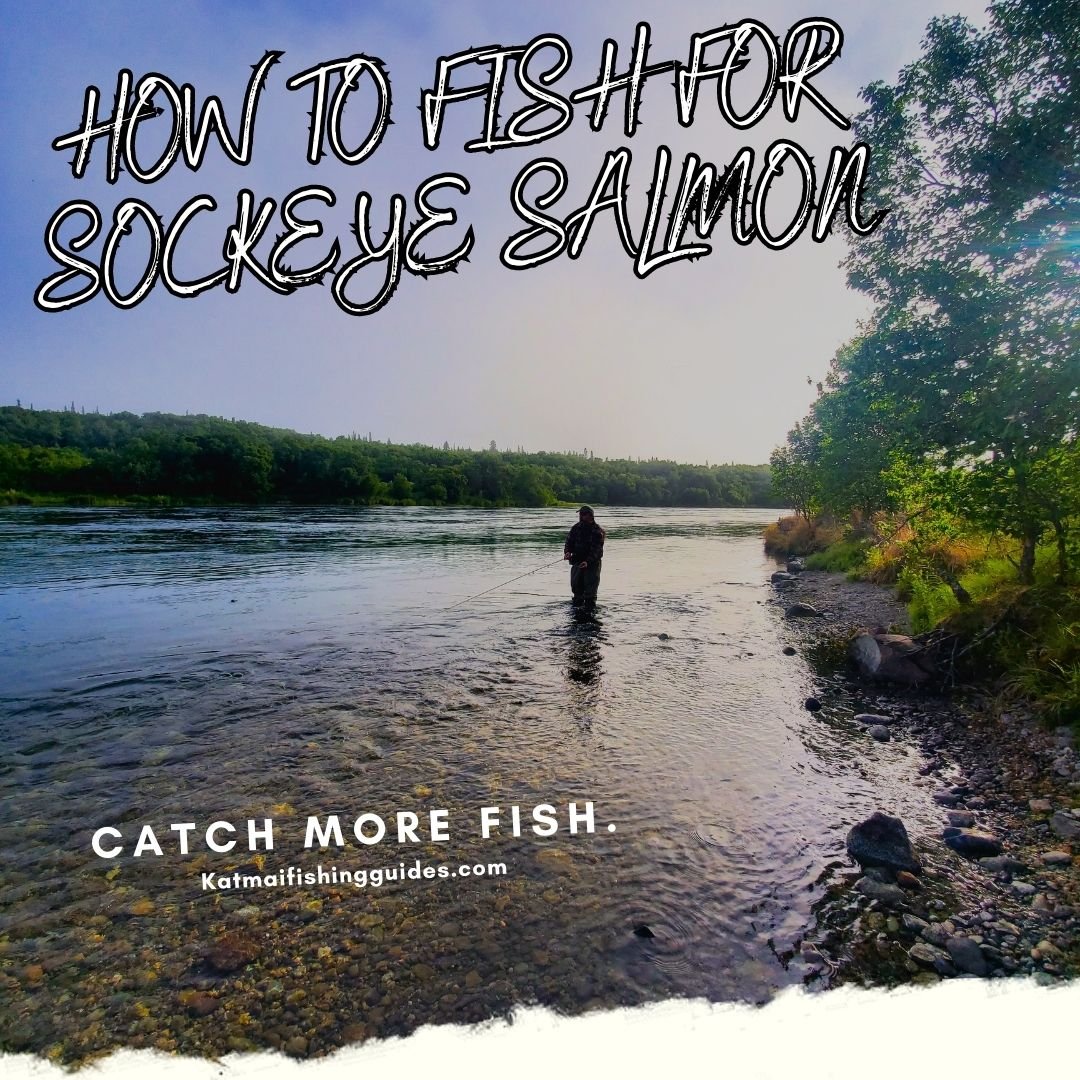 A Complete Guide to Sockeye Salmon Fishing — Katmai Fishing Guides