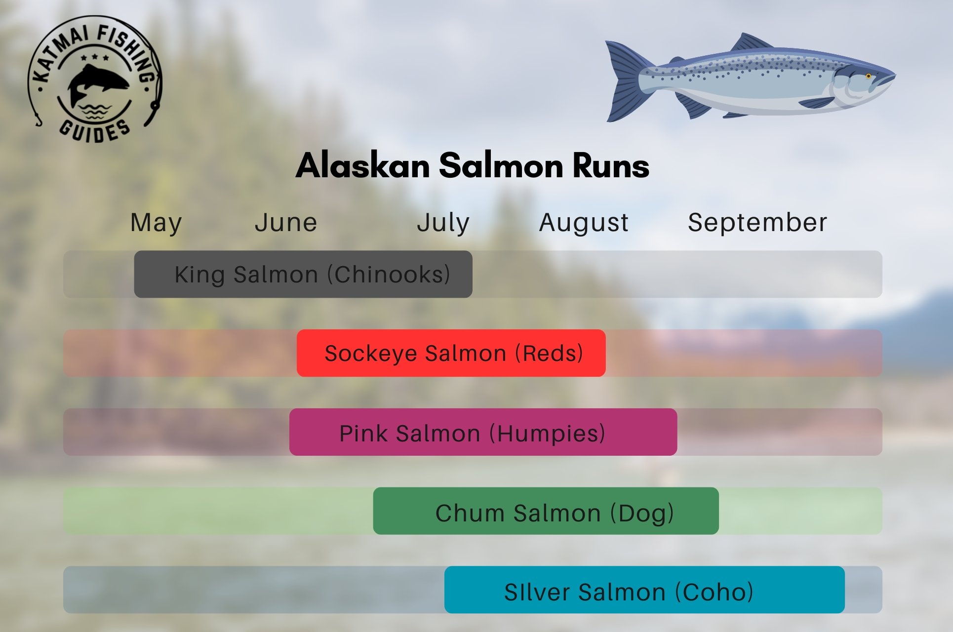 When is the Alaska Salmon Run? A Guide to the Different Salmon Species