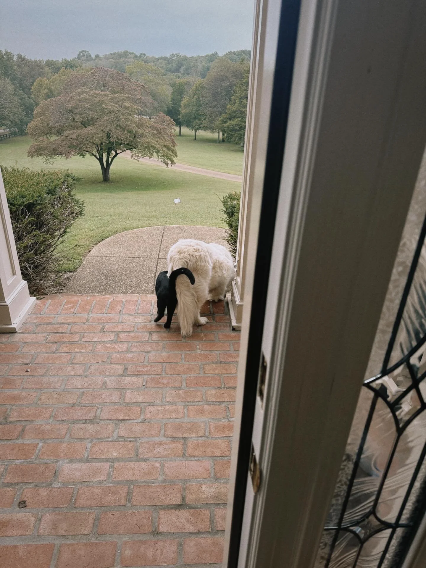 A little break from skincare to introduce the ones who make life infinitely sweeter. These two are my daily joy, my constant companions, and the reason my camera roll is 90% paws and noses.