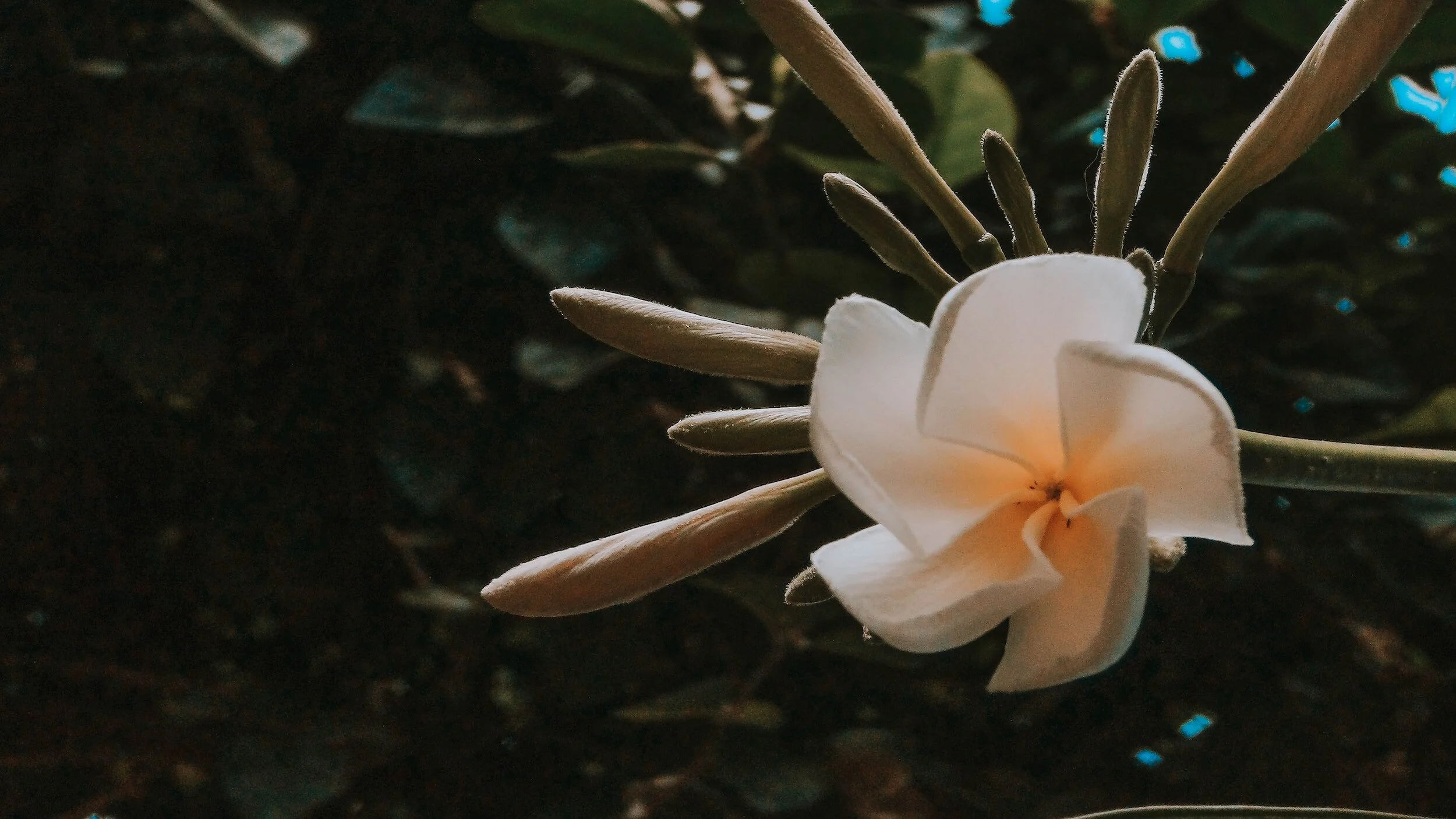 White frangipani flower with buds and green leaves in background.