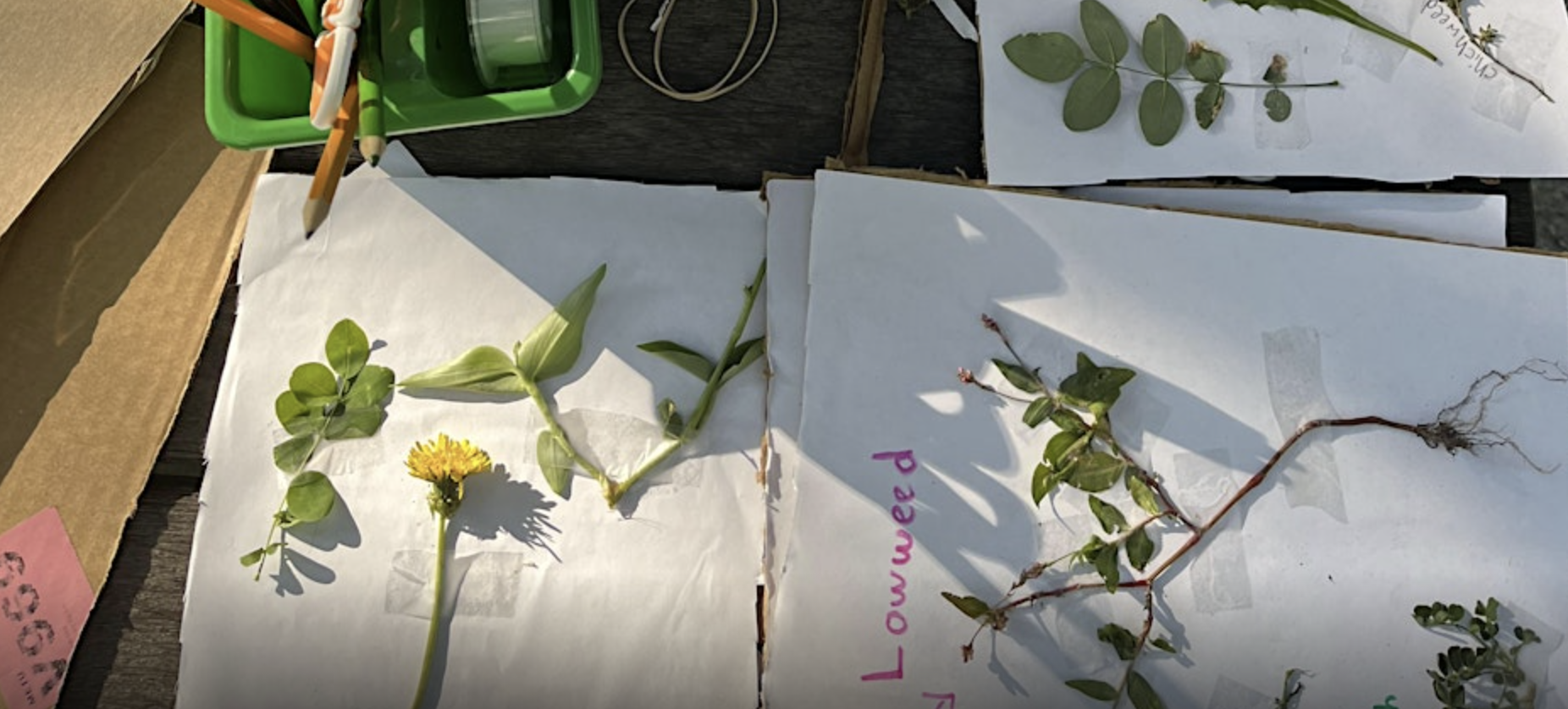 Plant Pull and Press