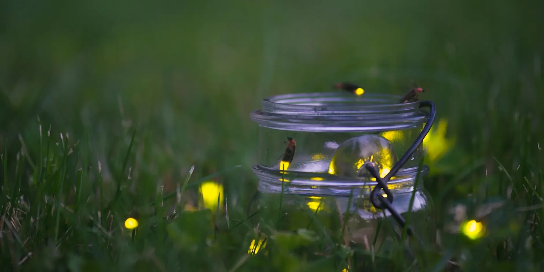 Firefly Fun