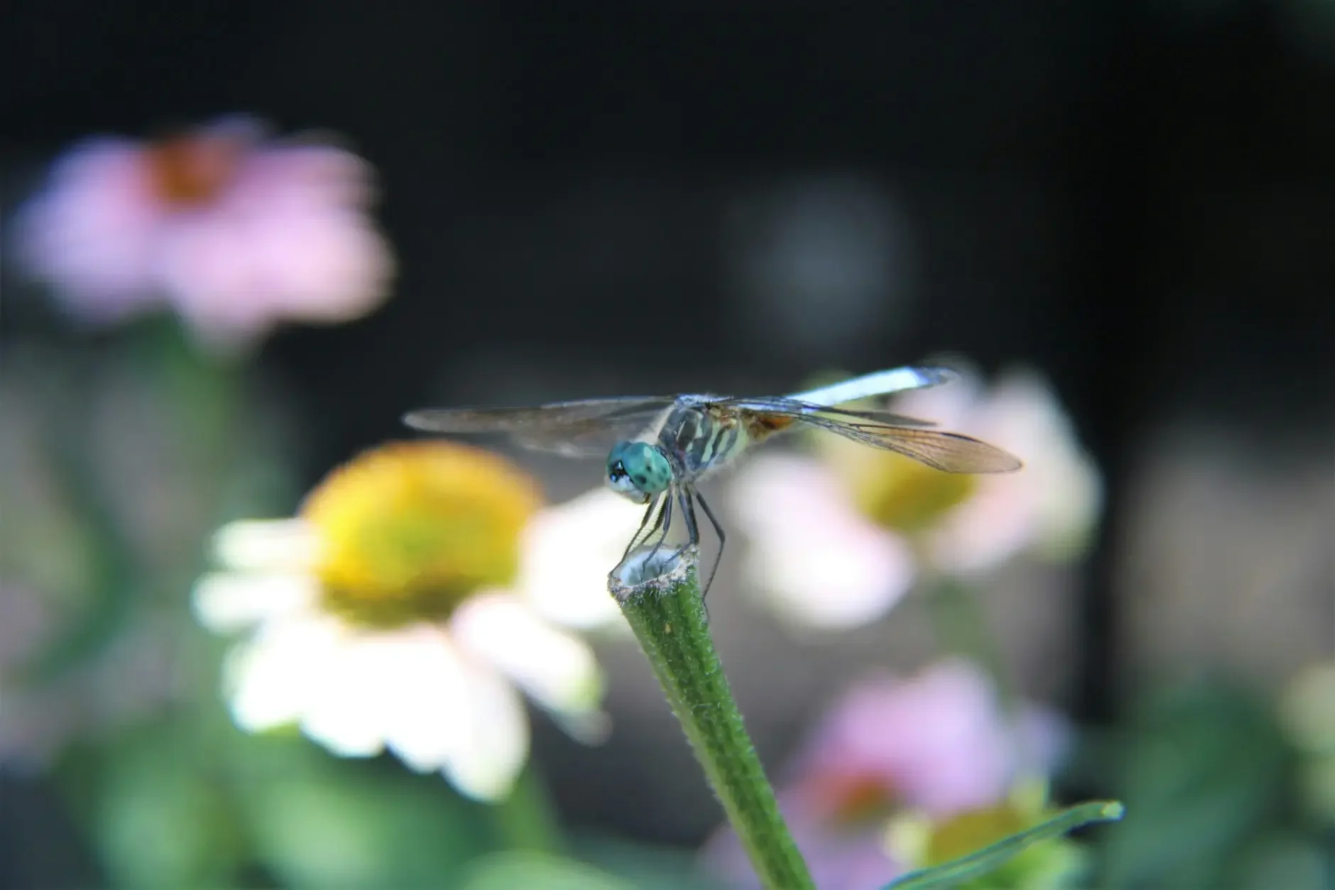 Pollinator Gardening