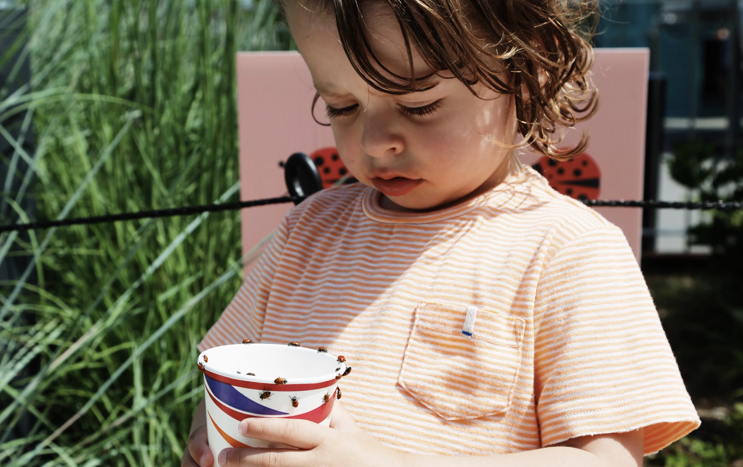 Ladybug Launch