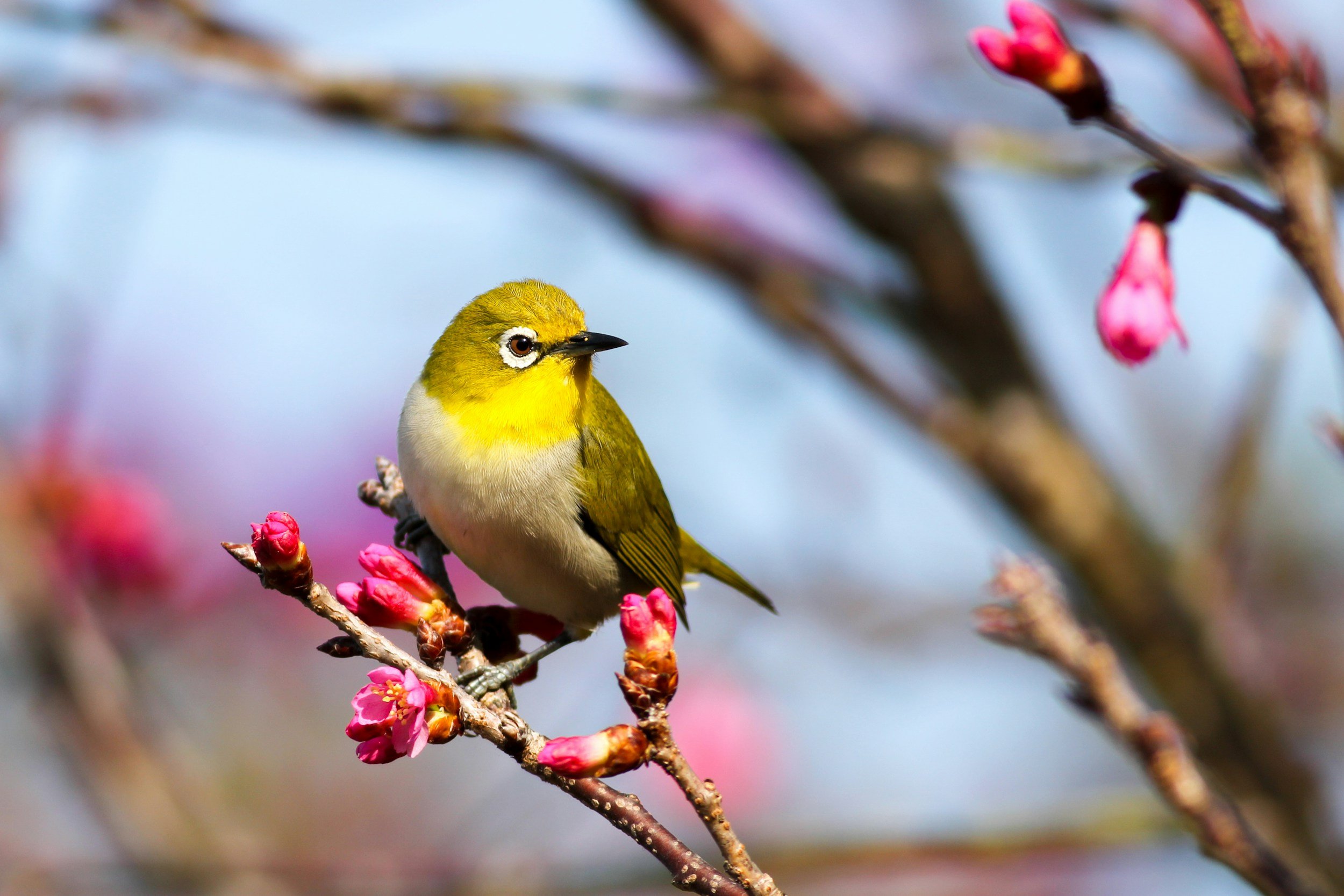 Fall Migration Bird Walk