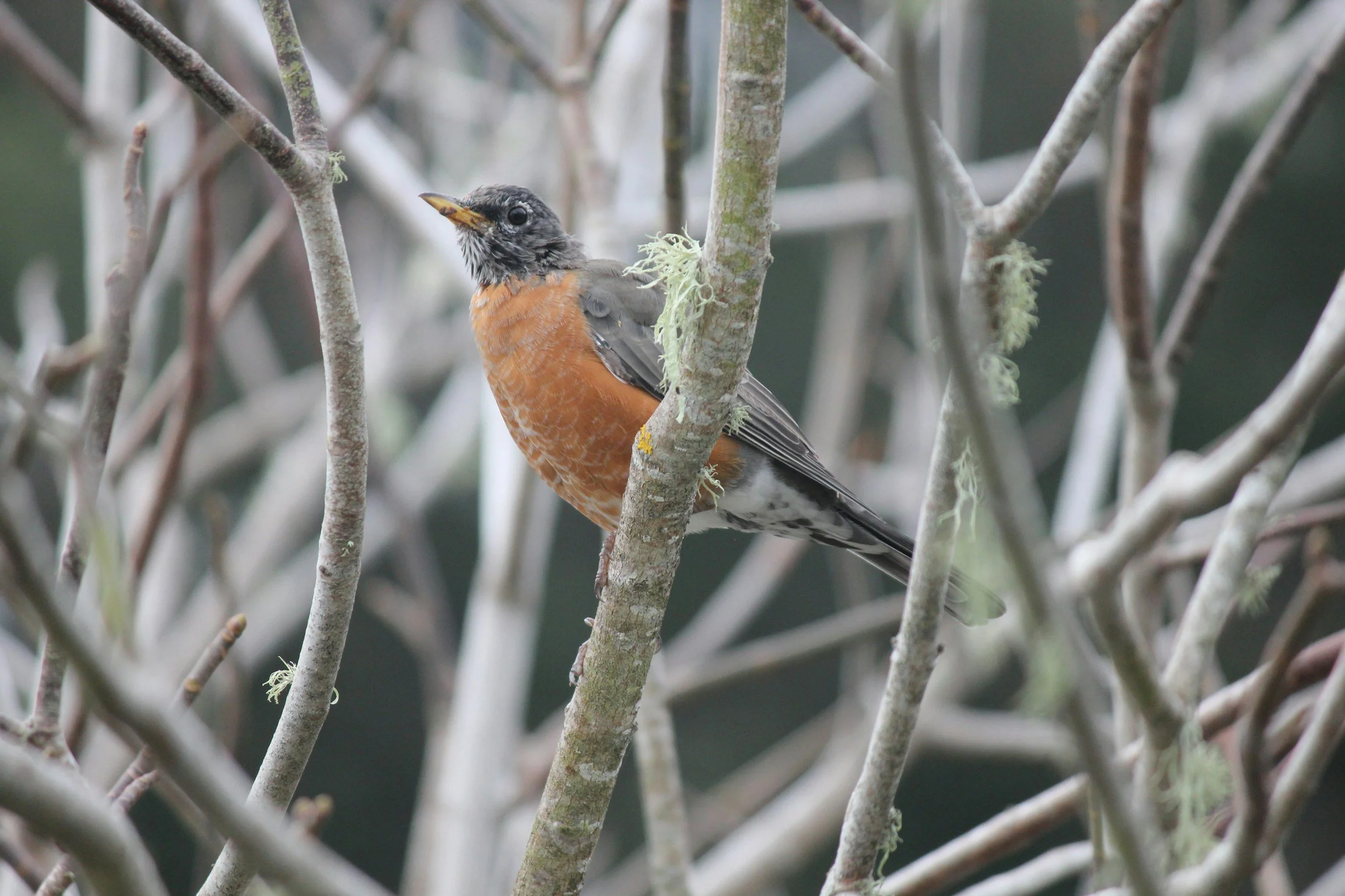 Fall Migration Bird Walk