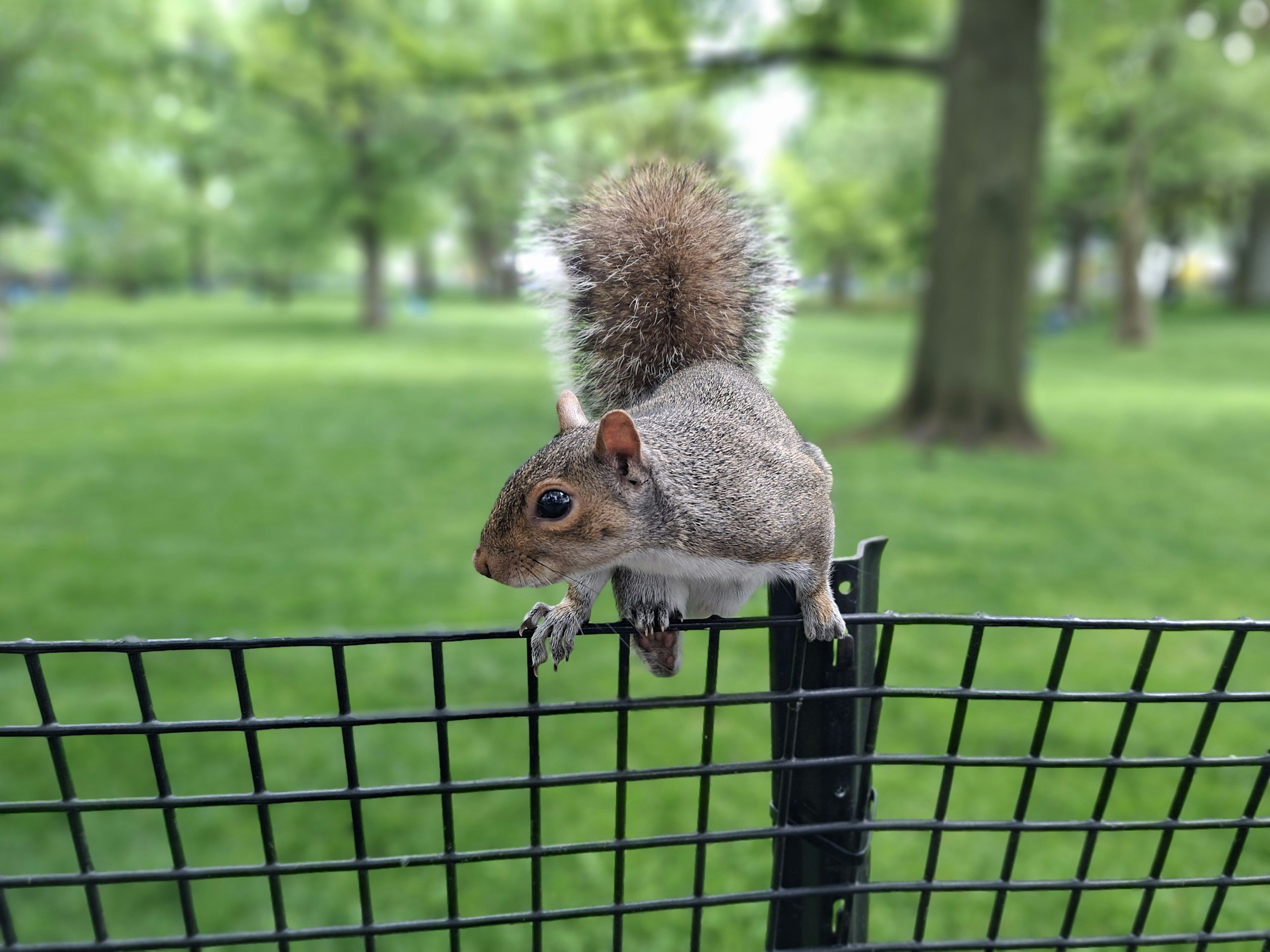 Nature in Your Neighborhood: Urban Wildlife!