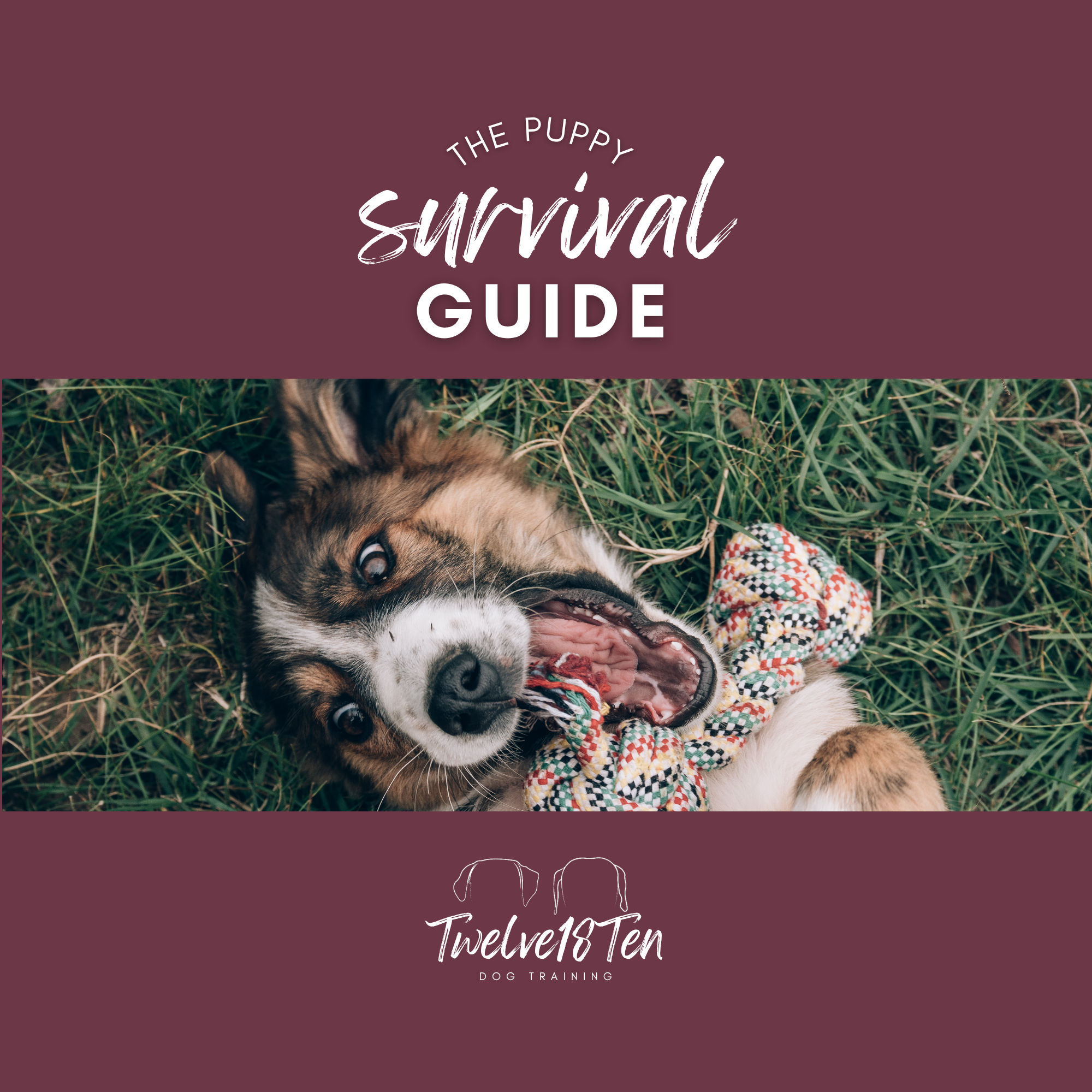 Puppy Survival Guide
