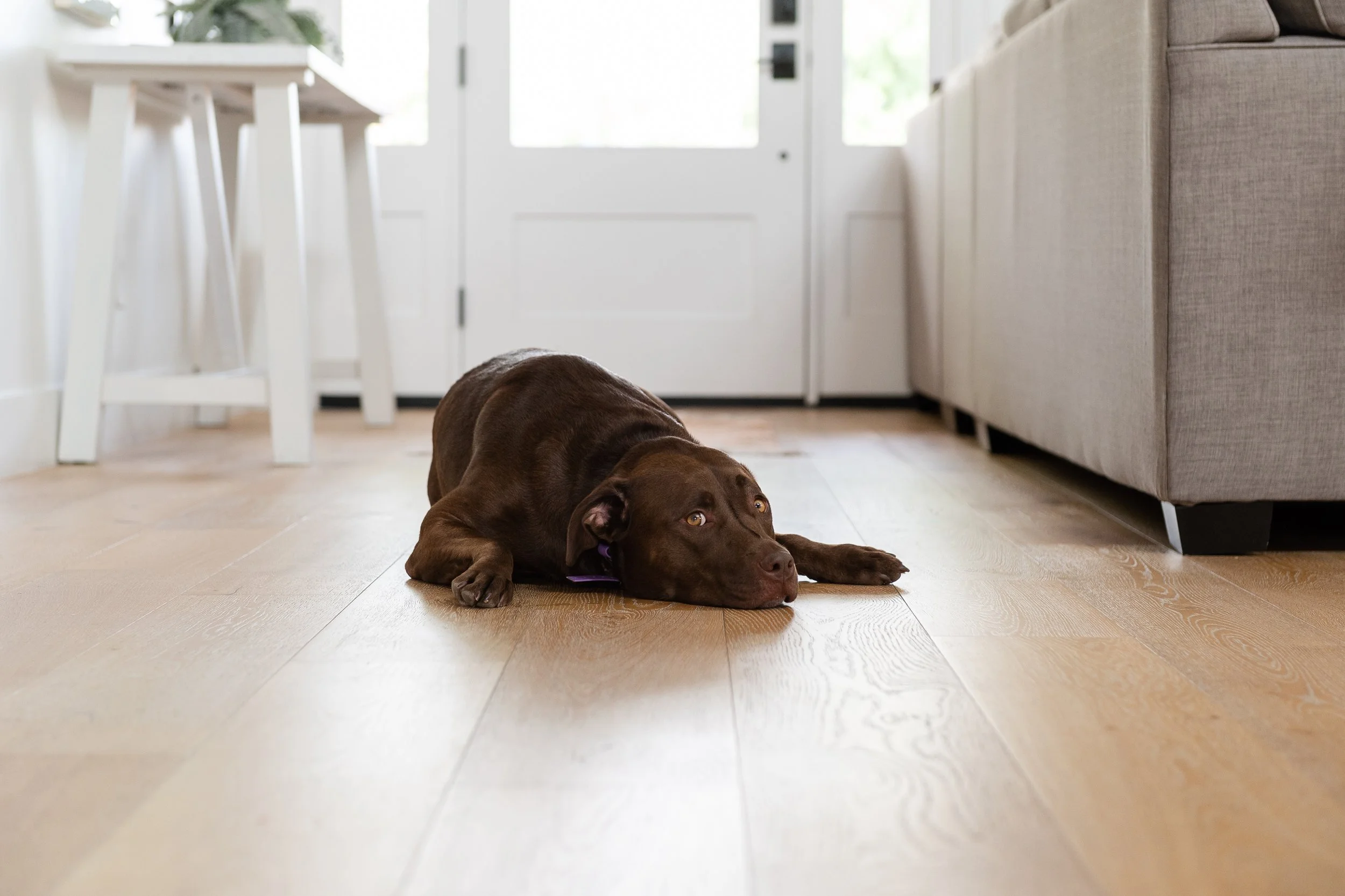 A brown dog lying flat on a wooden floor in a living room, looking to the side with a relaxed expression.