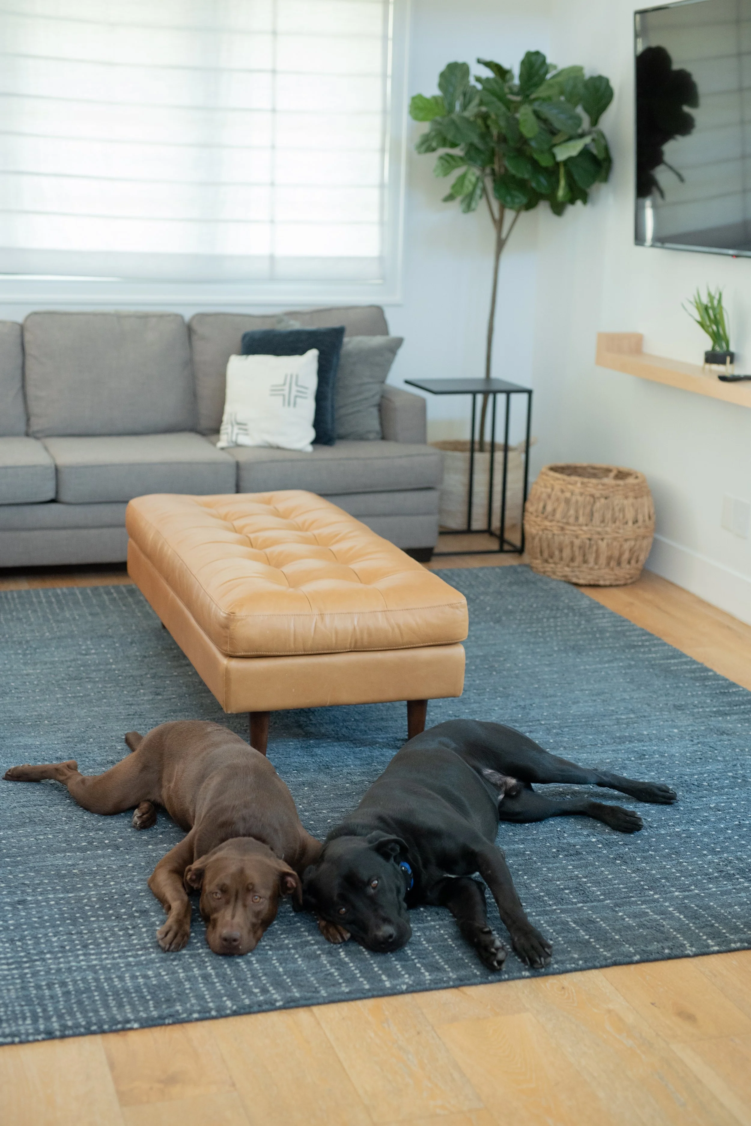 Two dogs lying on a blue rug in a living room with a gray sofa, a tan ottoman, a window with blinds, and a TV mounted on the wall.