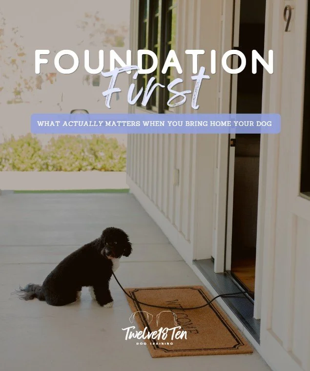 Foundation First: what actually matters when you bring your dog home