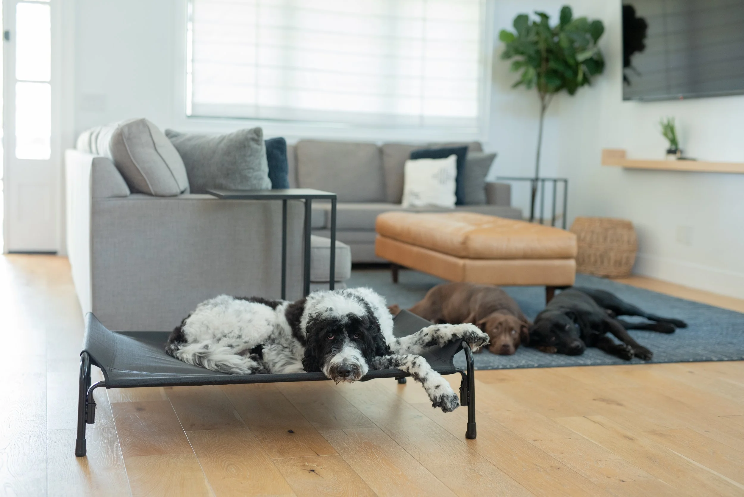 Three dogs lying on the floor in a living room, with one on a black elevated bed and the other two on a blue rug. The room has a gray sofa, a tan ottoman, a large window with blinds, and a flat-screen TV.