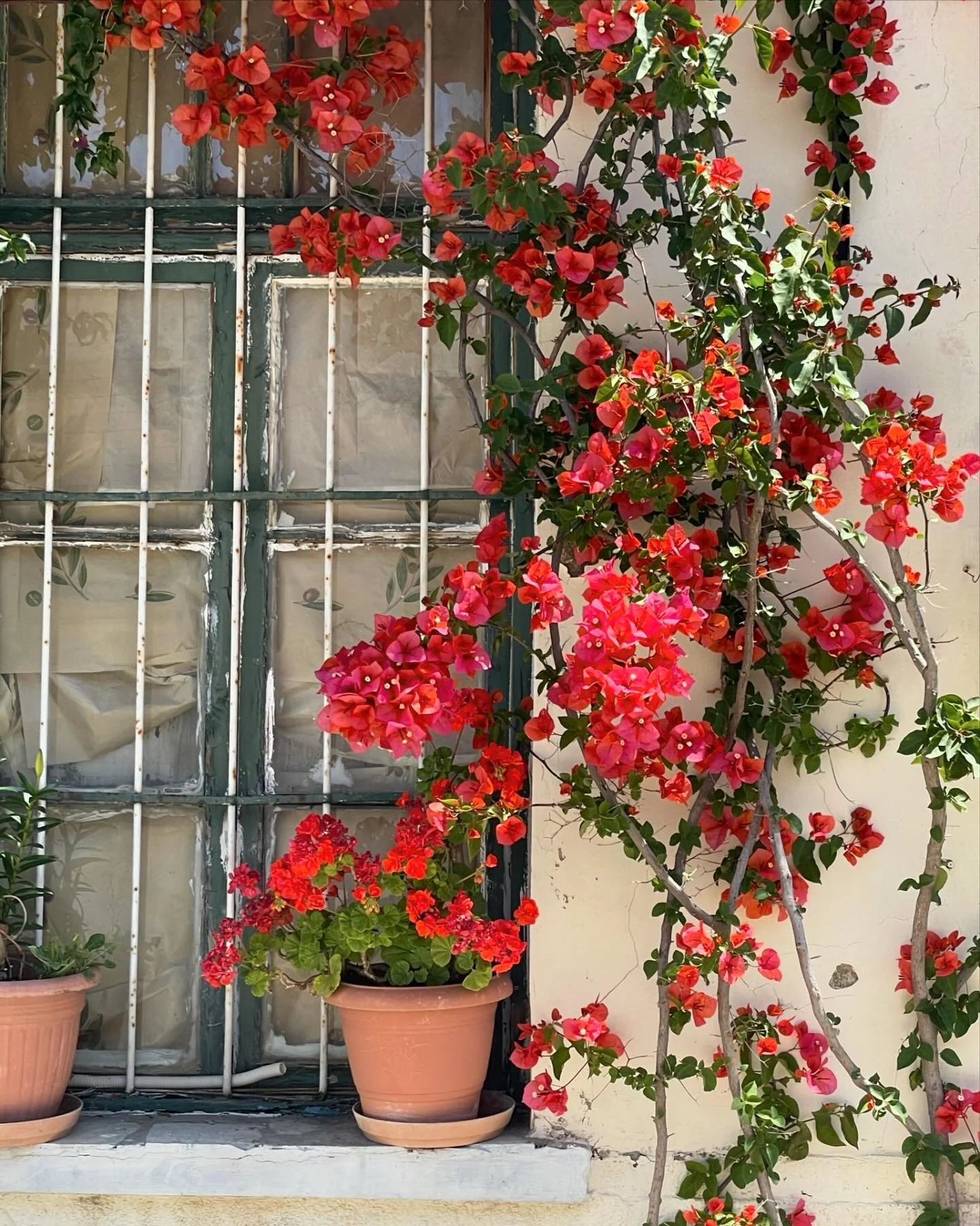 bougainvillea is a love language 🌺

&hellip;

#greekisland #islandlife #greeksummer #mediterranean #limnos #lemnos #bougainvillea #flowerlover #europeansummer #aegean #greece #travellover #greecelover #travelgram #wanderlust #villagelife