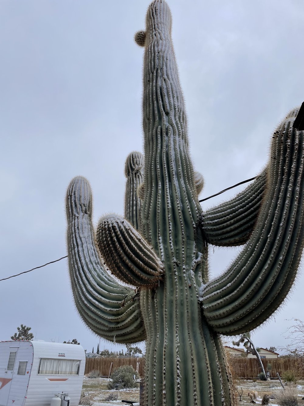 Snowy_Cactus_Joshua_Tree_California.jpeg