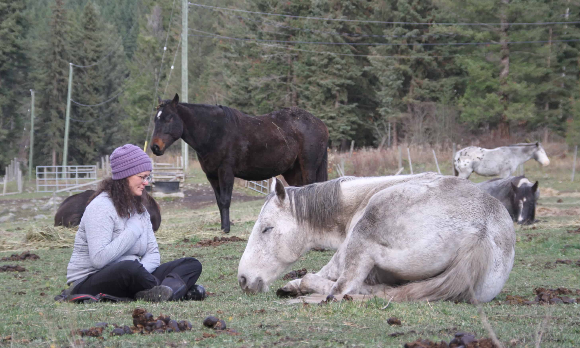 The Wisdom Within - A Full-Day Horse Wisdom Experience
