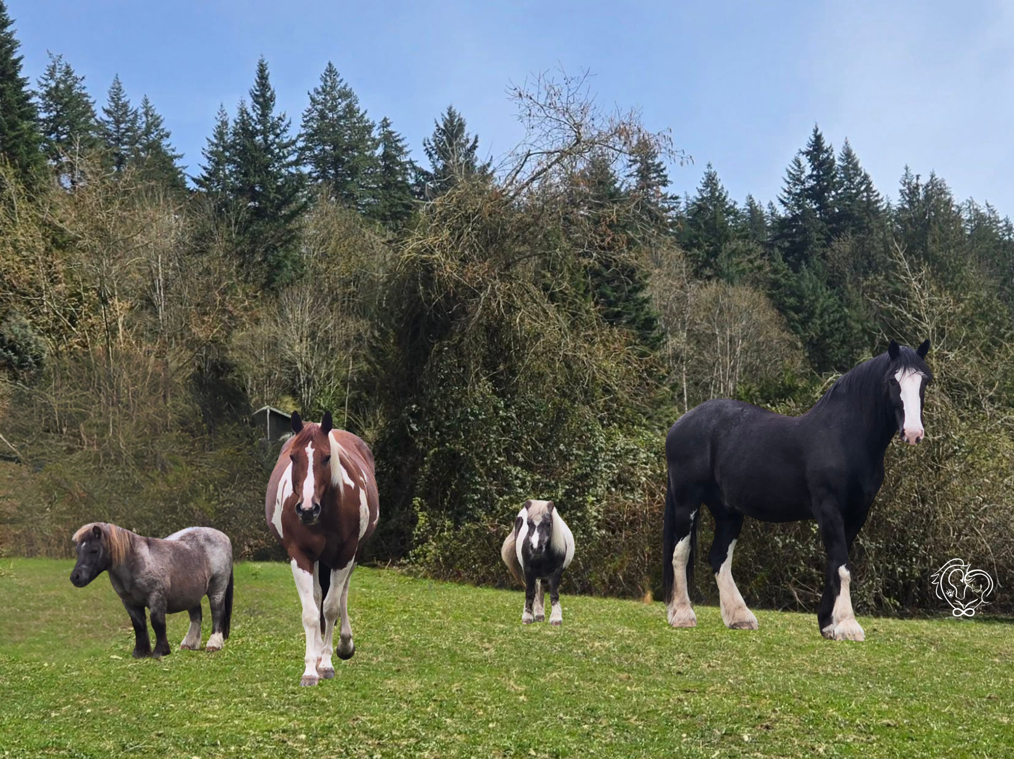 Intro to Horse Wisdom