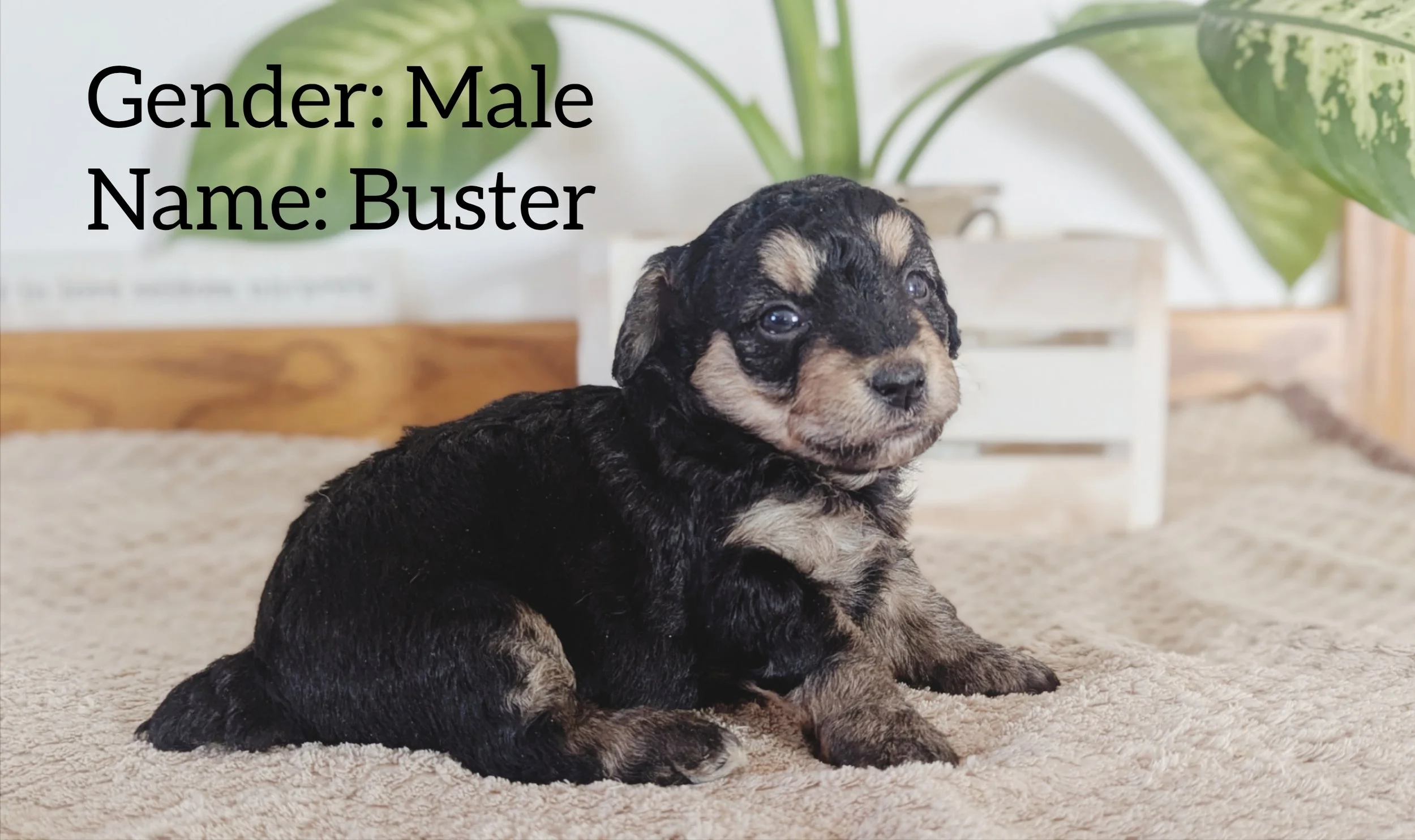 Buster - M.jpeg