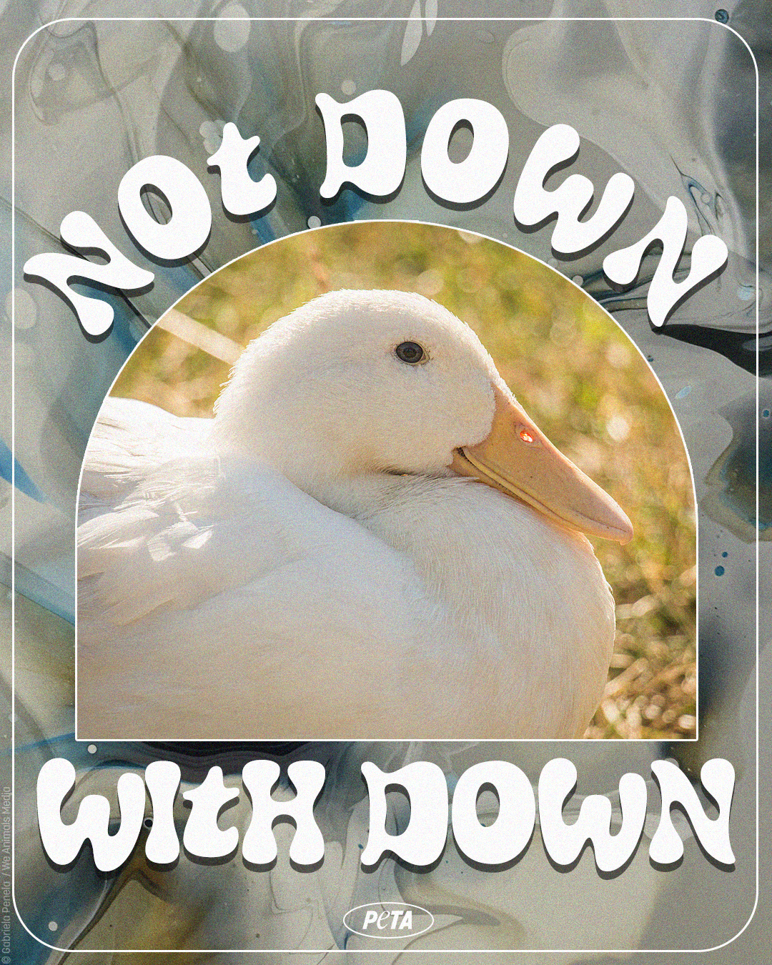 PETA-NotDownWithDown-WeAnimals.png