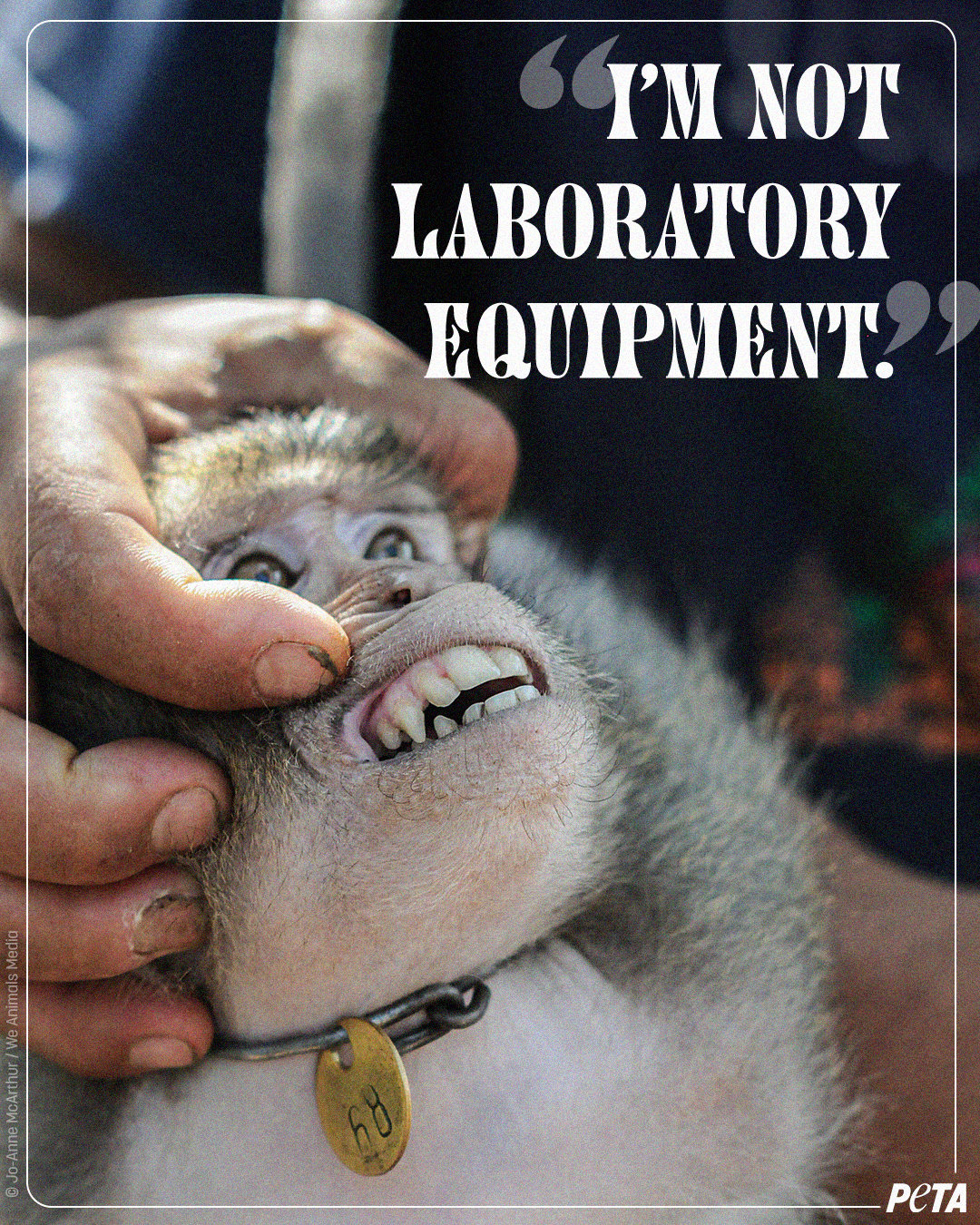 I'mNotLabEquipment-VIV-WeAnimals.png