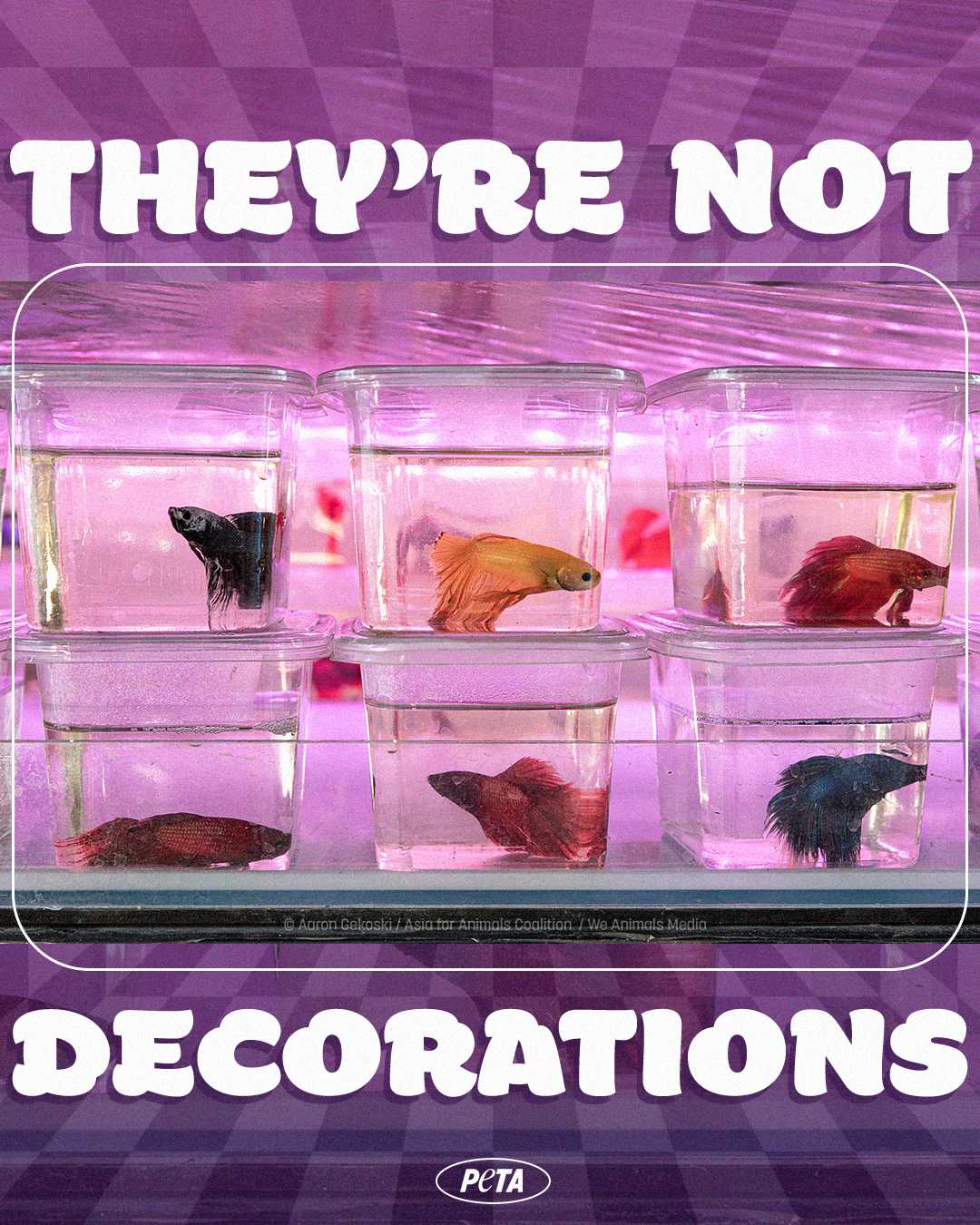 BettaFish-NotDecoration-WeAnimals.png