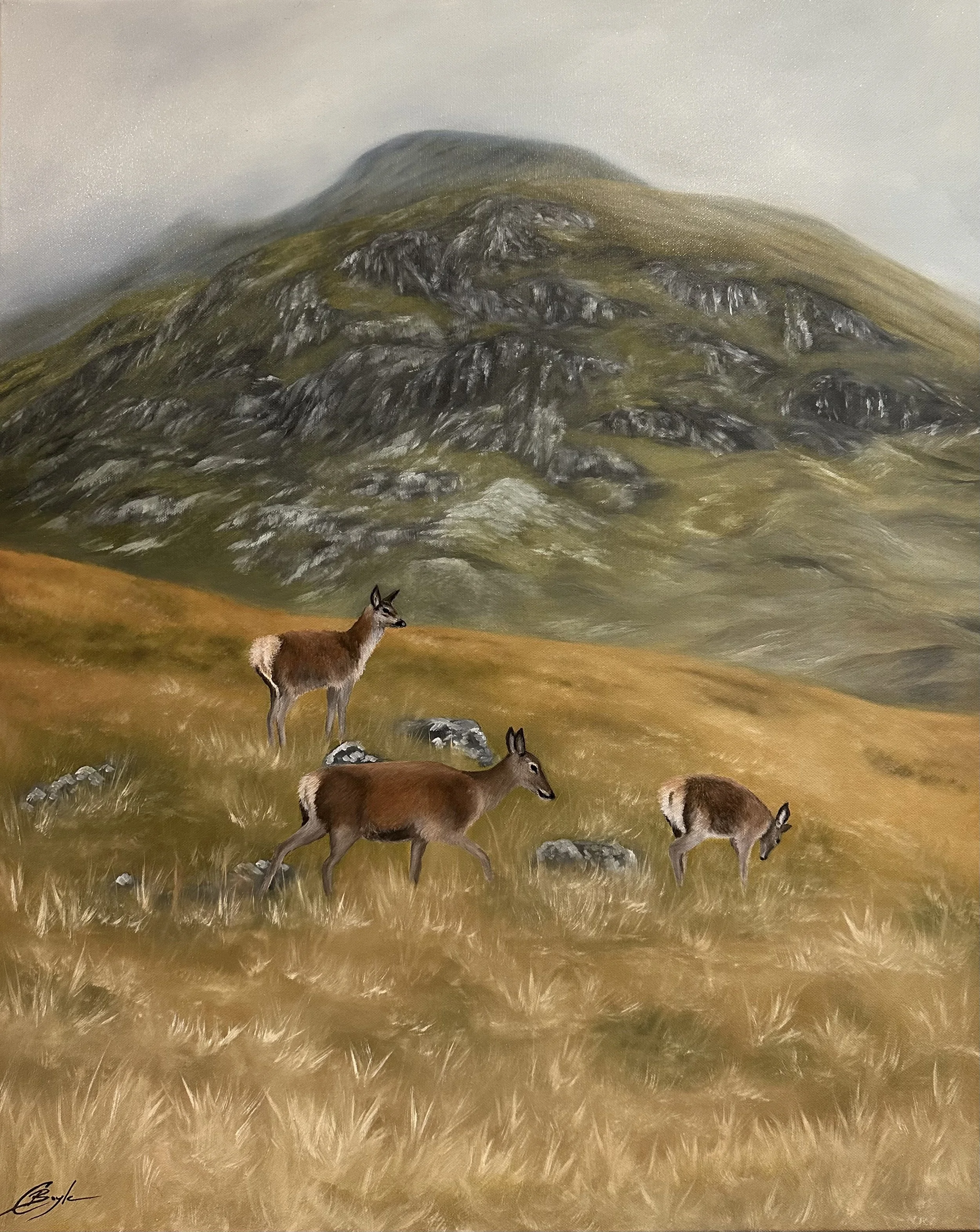 Highland Red Deer - OIl on Canvas 
SOLD