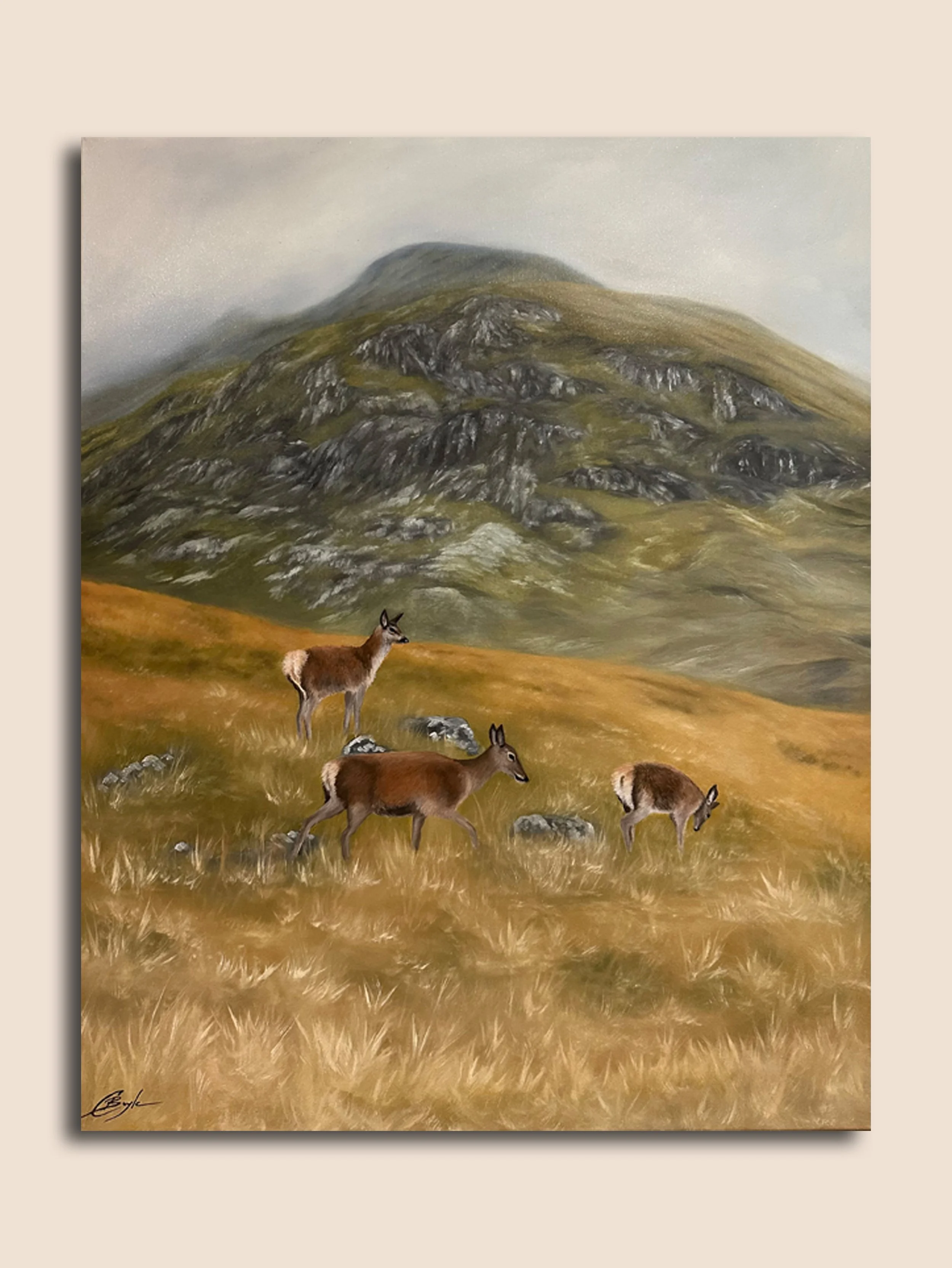 HIGHLAND RED DEER