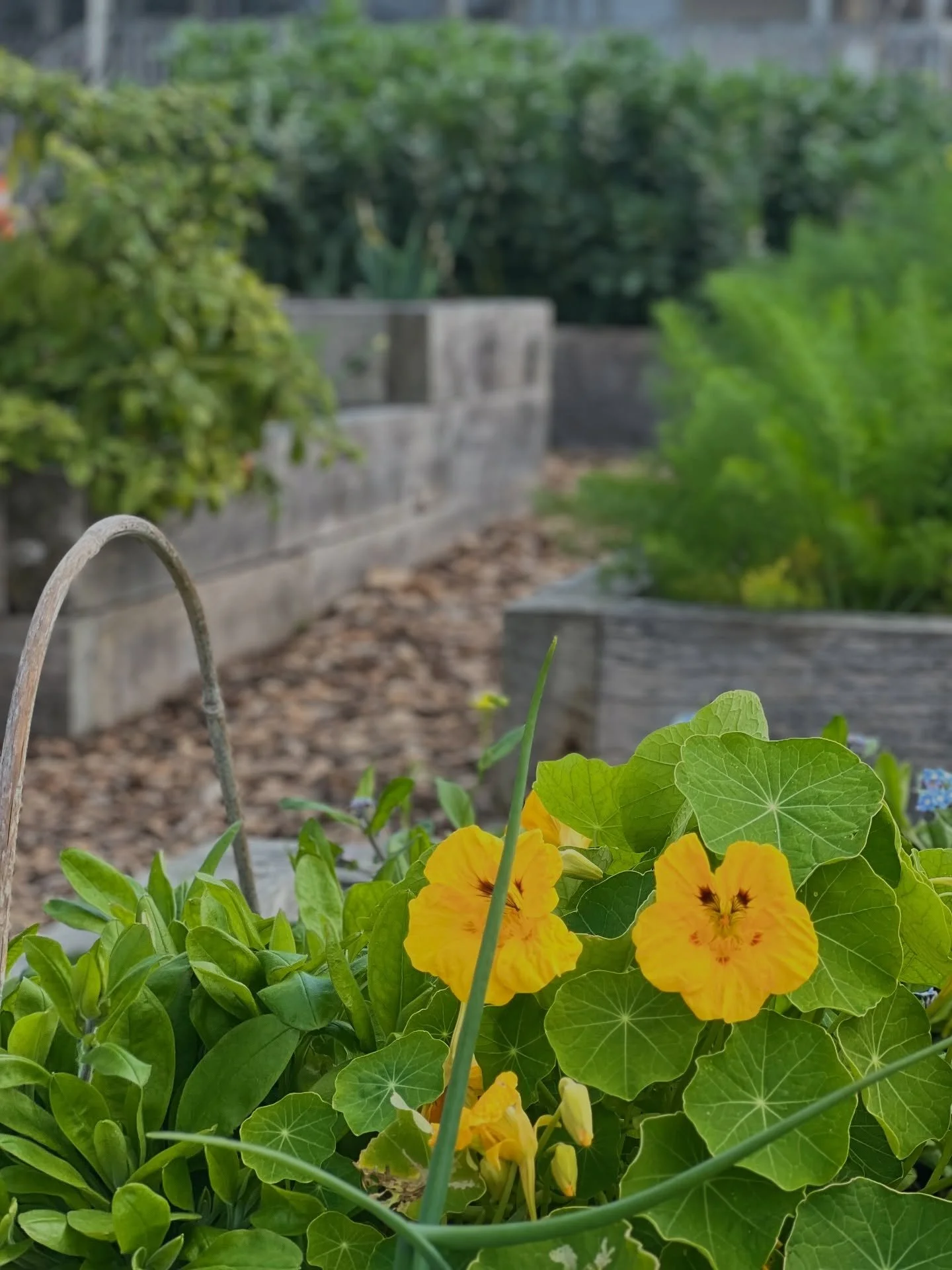 Spring was in the air at Grow today 🌼🌱☀️💚