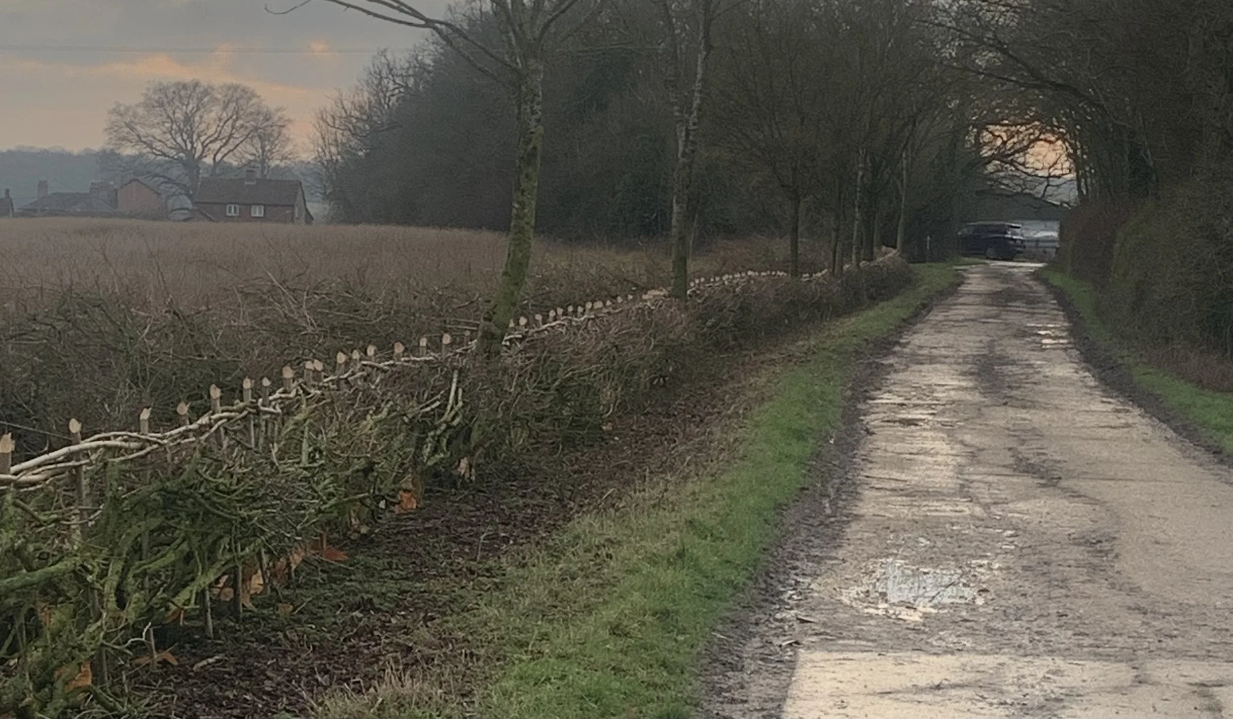 Hedge Laying in Action