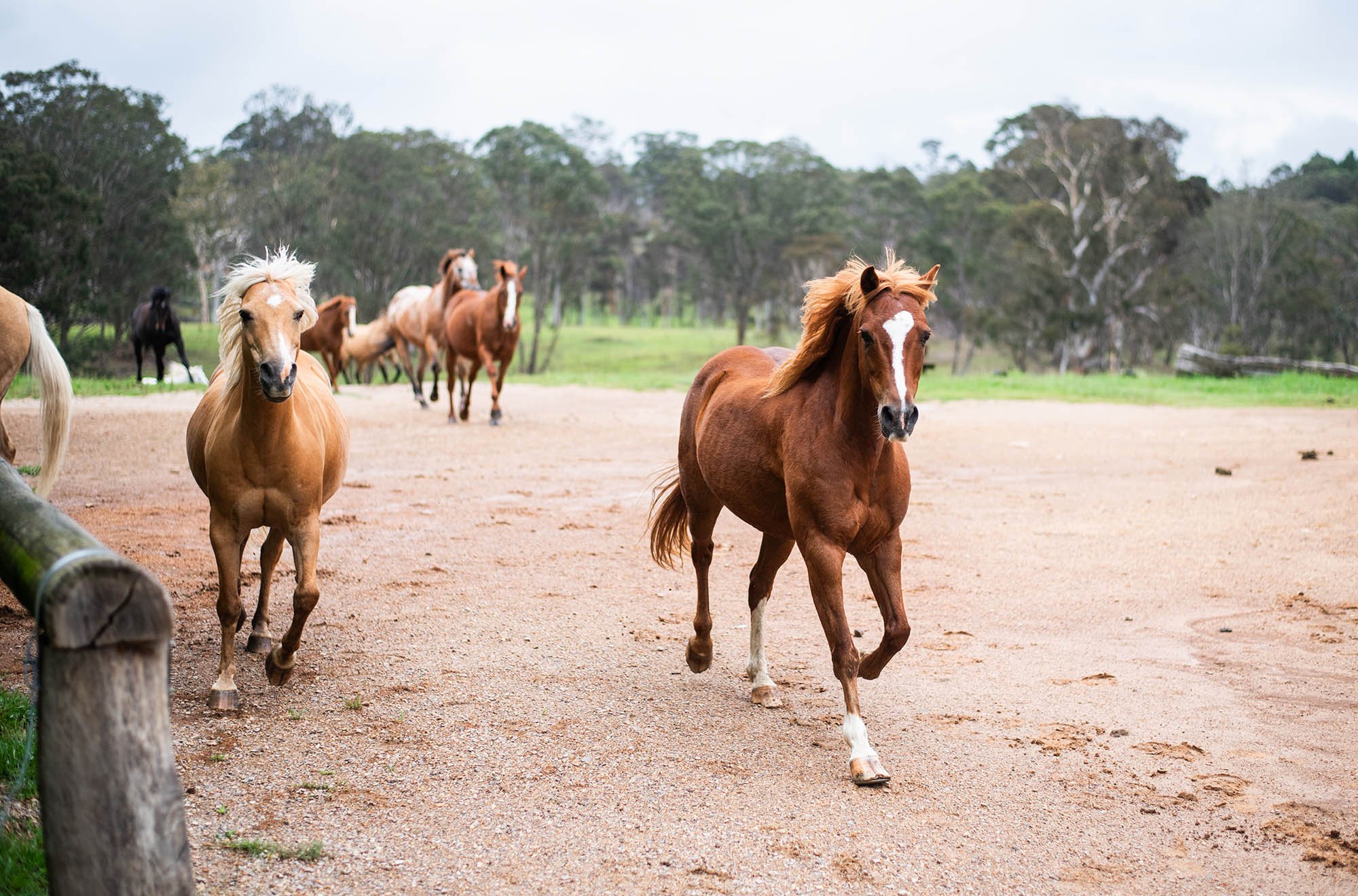 Kids horse riding.jpg