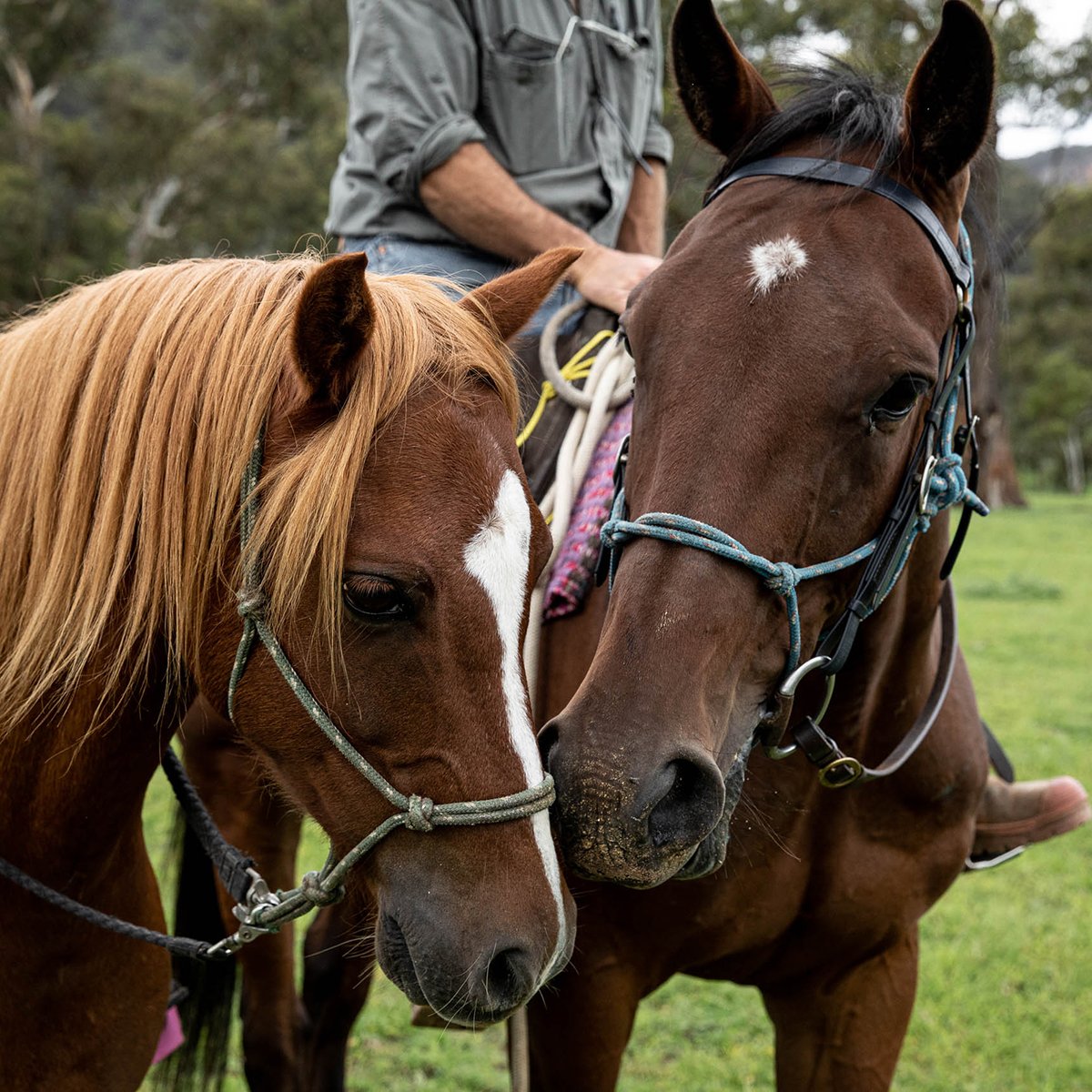 Blue Mountains Horse Riding, Centennial Glen Stables  (148).jpg