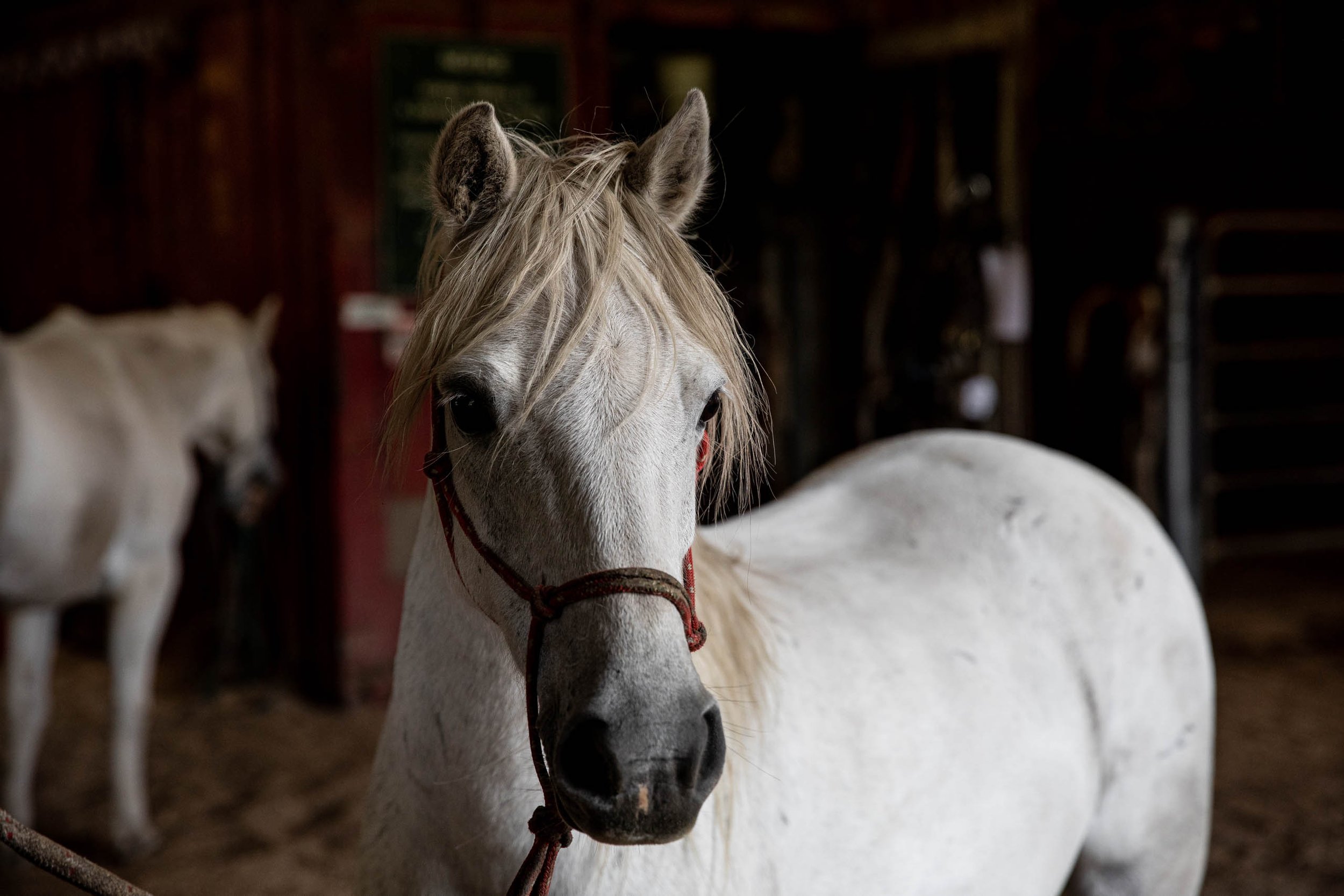 Blue Mountains Horse Riding, Centennial Glen Stables  (182).jpg