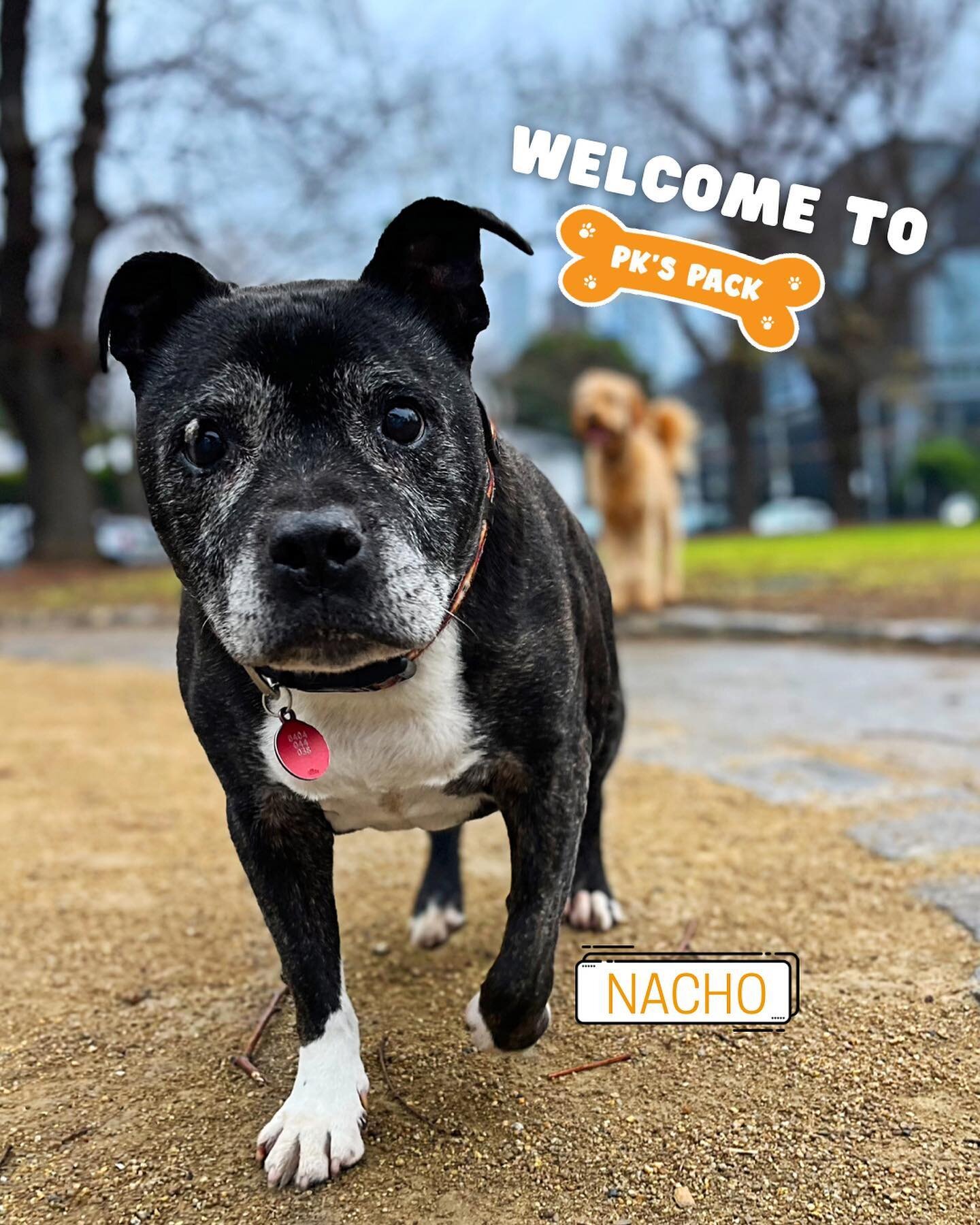 Welcome Nacho! 
.
.
.
.
#dogs #dogsofinstagram #dogsofmelbourne #staffy #staffygram #staffysofinstagram #seniordog #seniordogsofinstagram #dogphotography #dogwalkersofmelbourne #dogwalker #southmelbourne