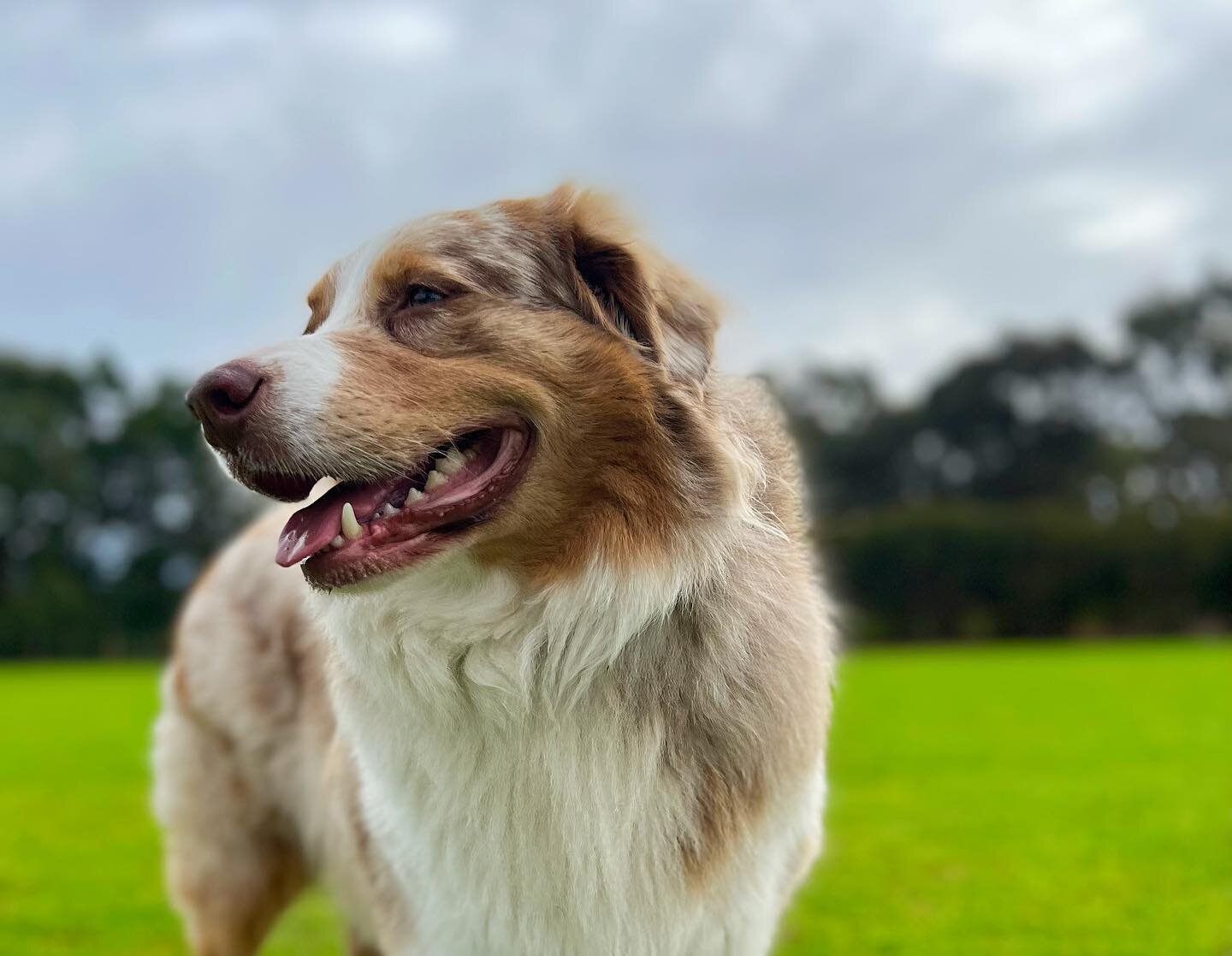 Mr Grins was particularly grinny this morning. 
.
.
.
.
#dogs #dogsofinstagram #dogsofmelbourne #australianshepherd #aussieshepherd #aussiesofinstagram #australianshepherdsofinstagram #dogphotography #dogphoto #dogwalkersofmelbourne #dogwalking #dogw